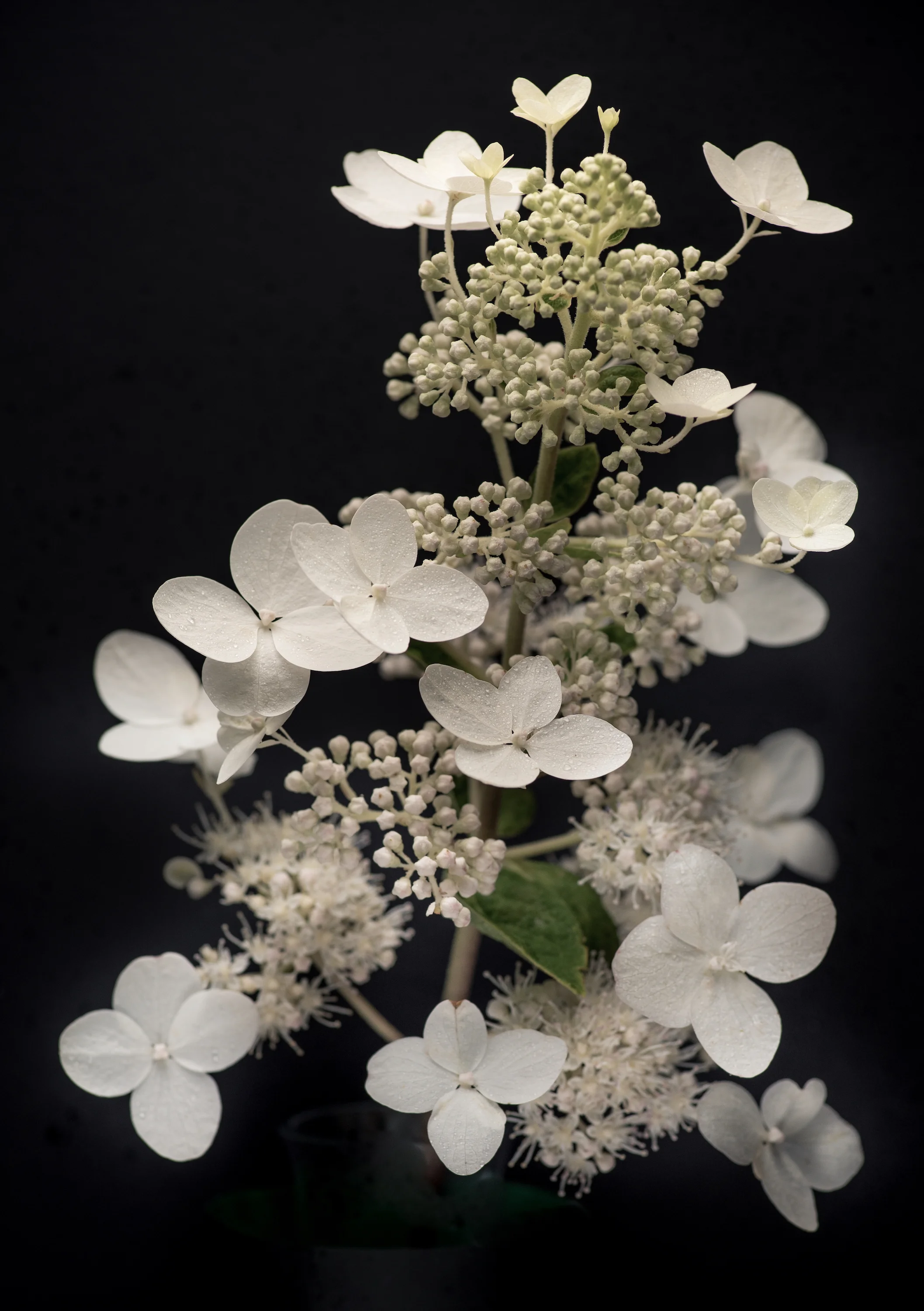 Hydrangea VI