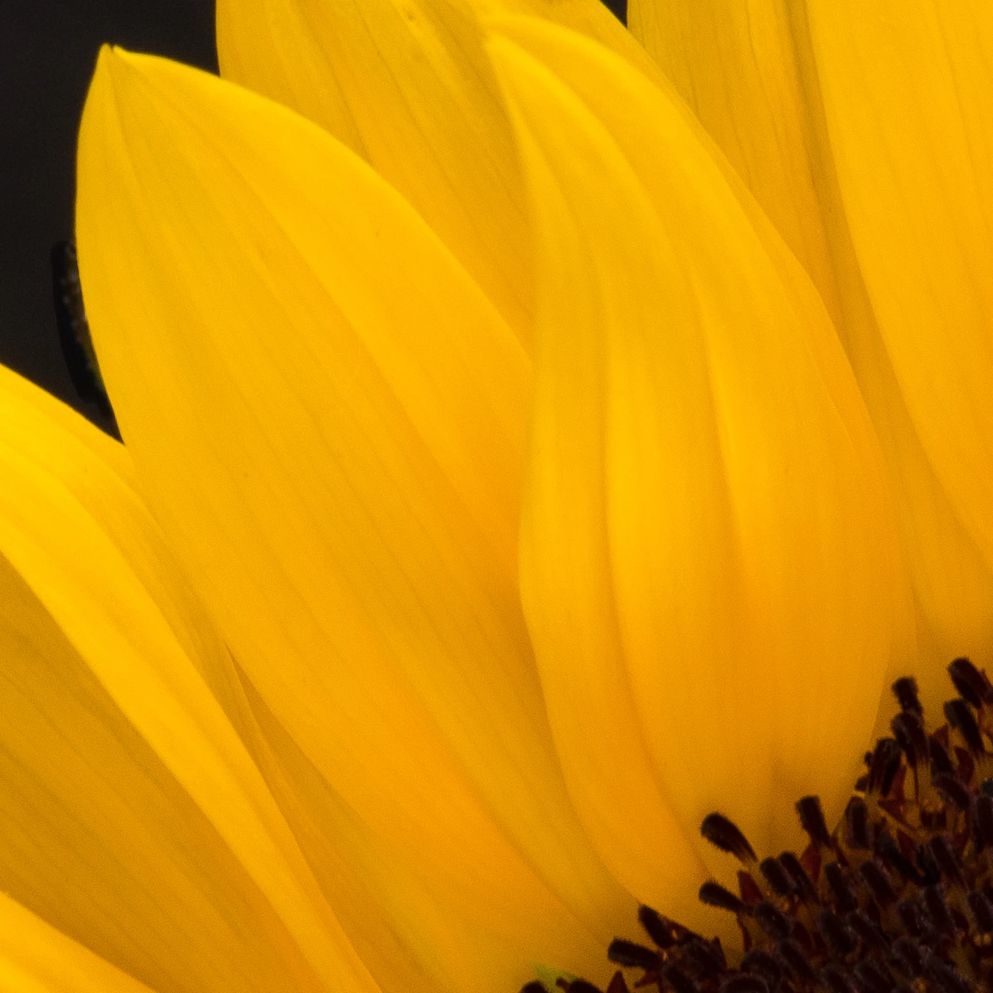 Sunflower III