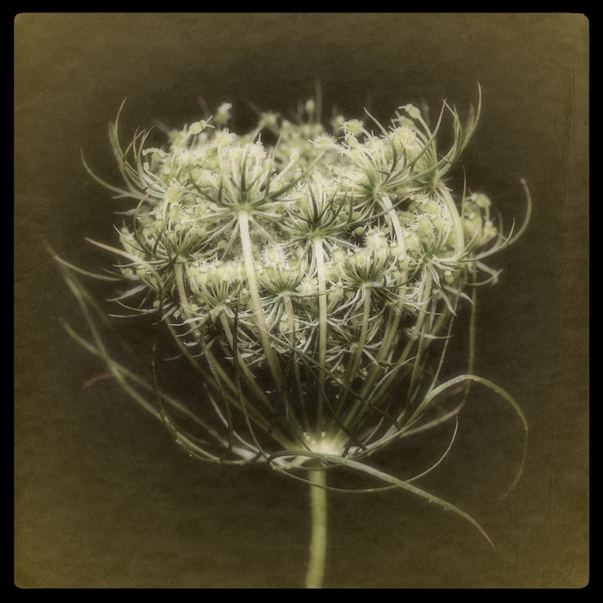 Queen Anne's Lace II