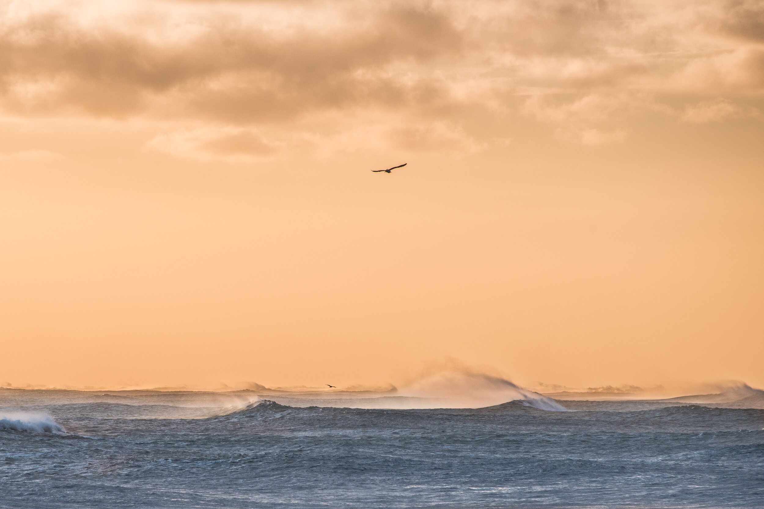 Storm bird