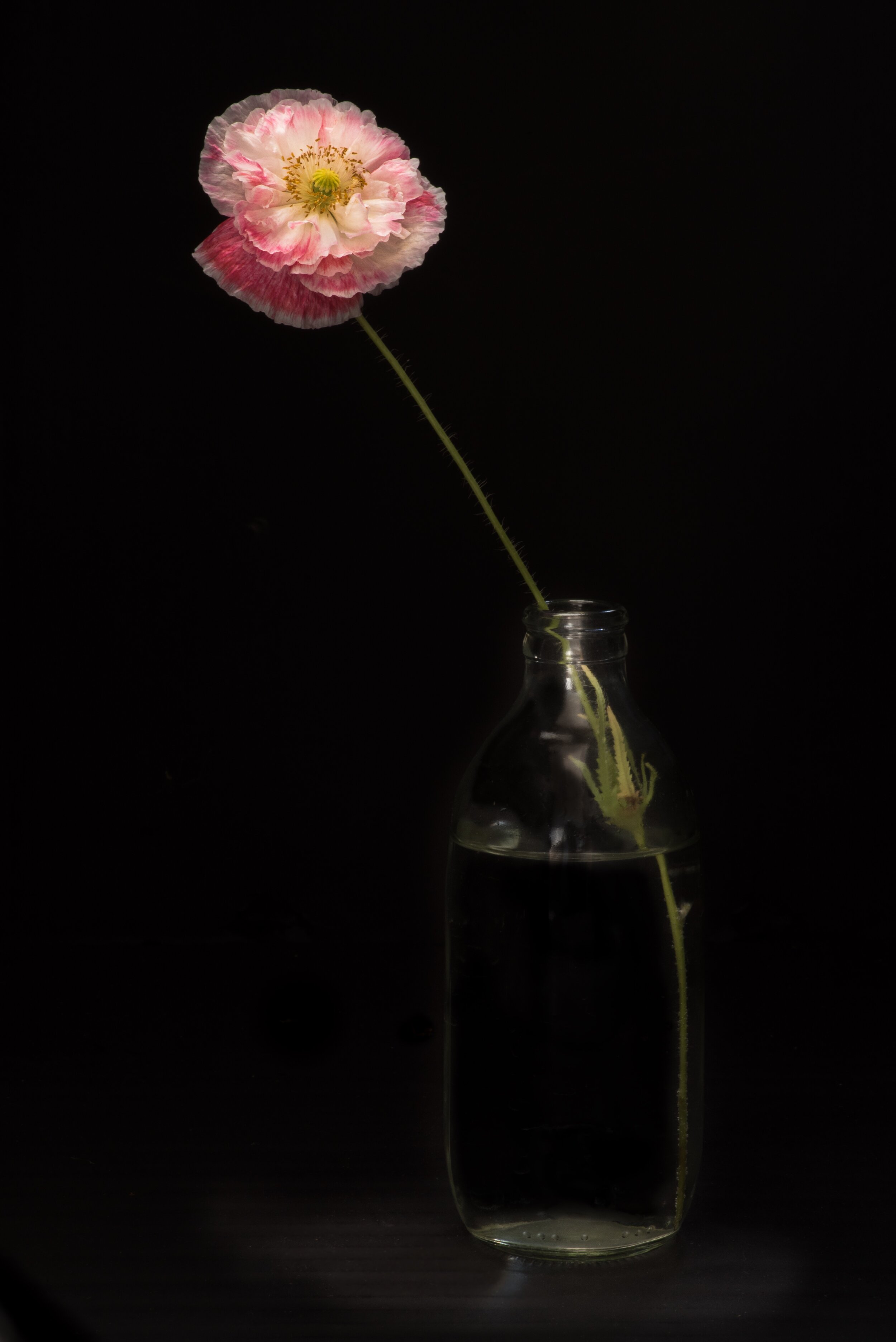 Poppy in a bottle 