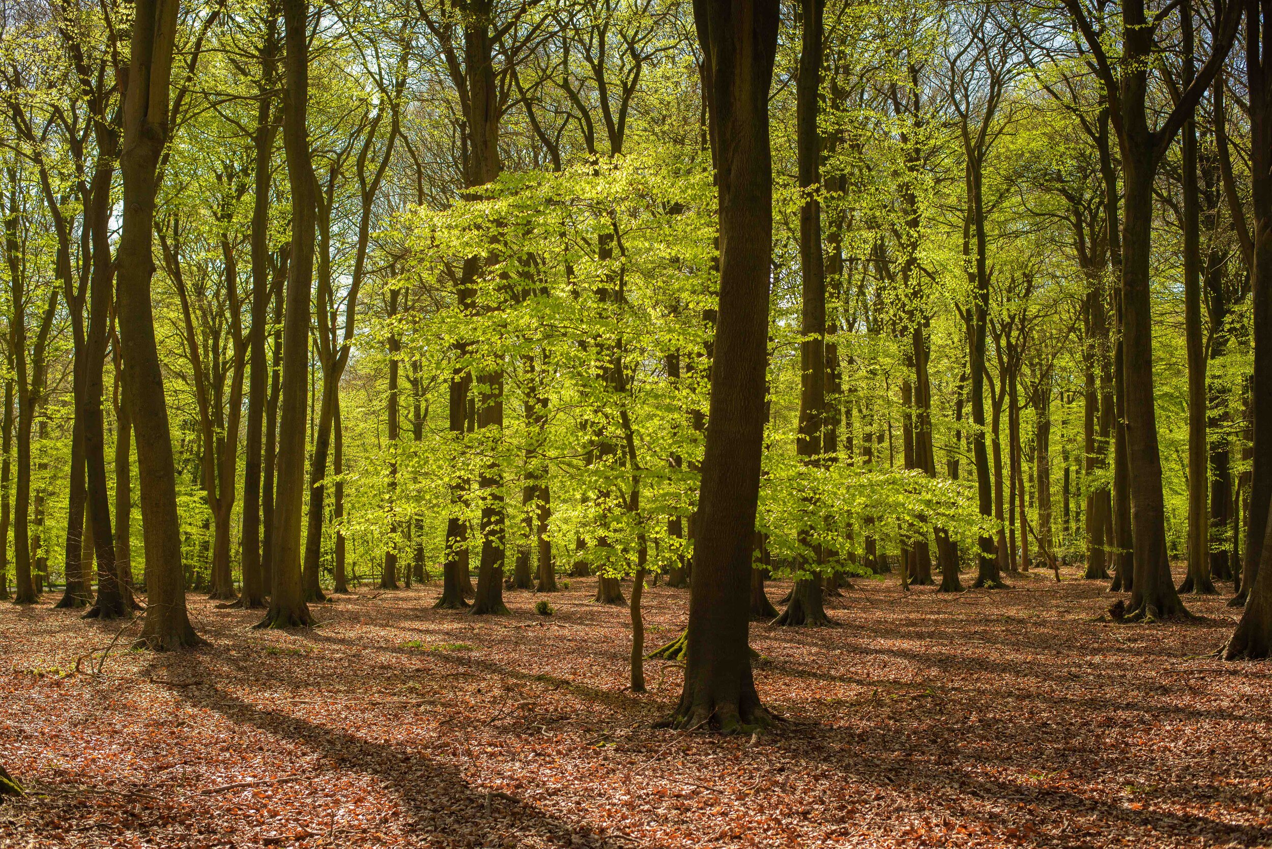 Beech woods in spring III