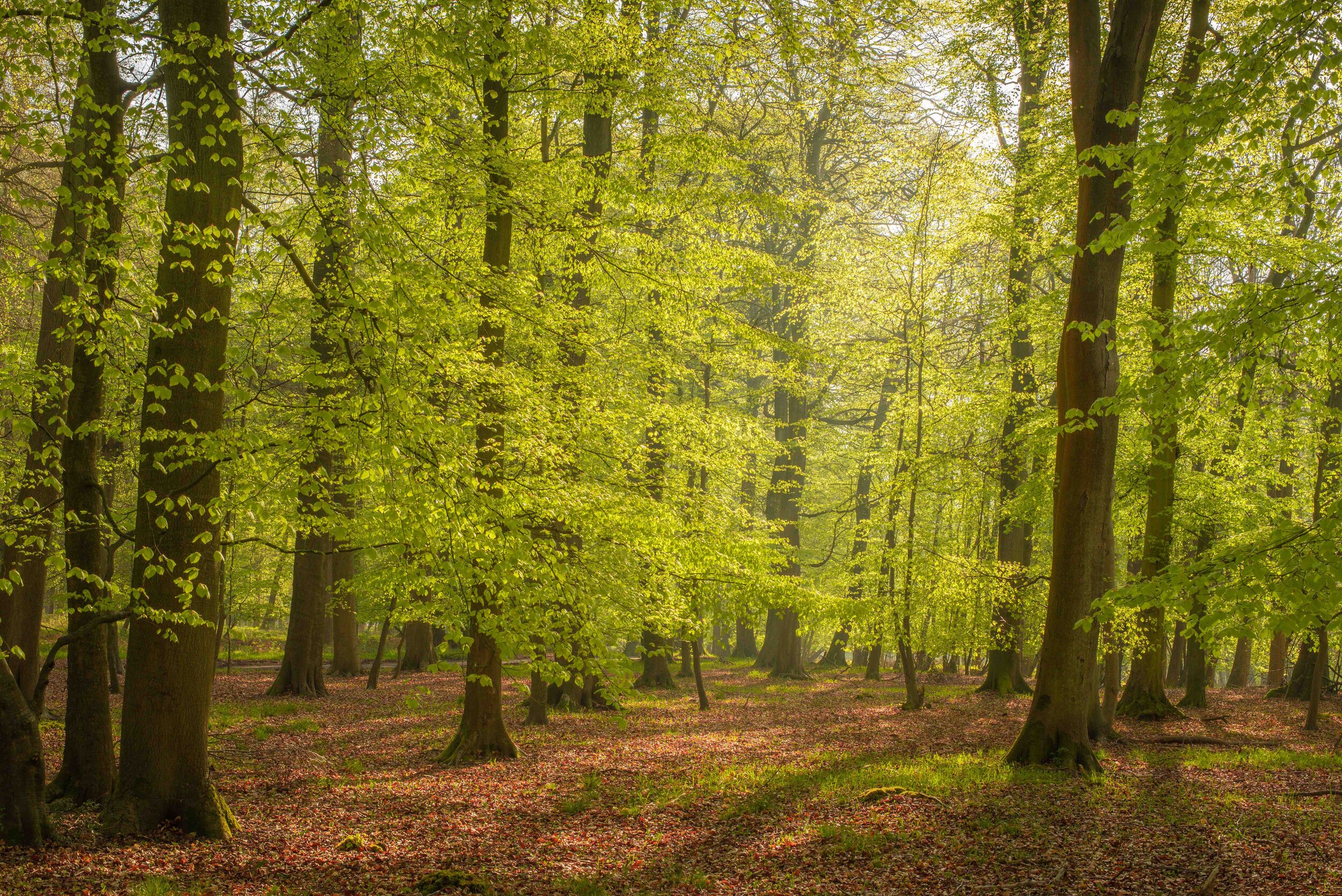 Beech woods in spring I