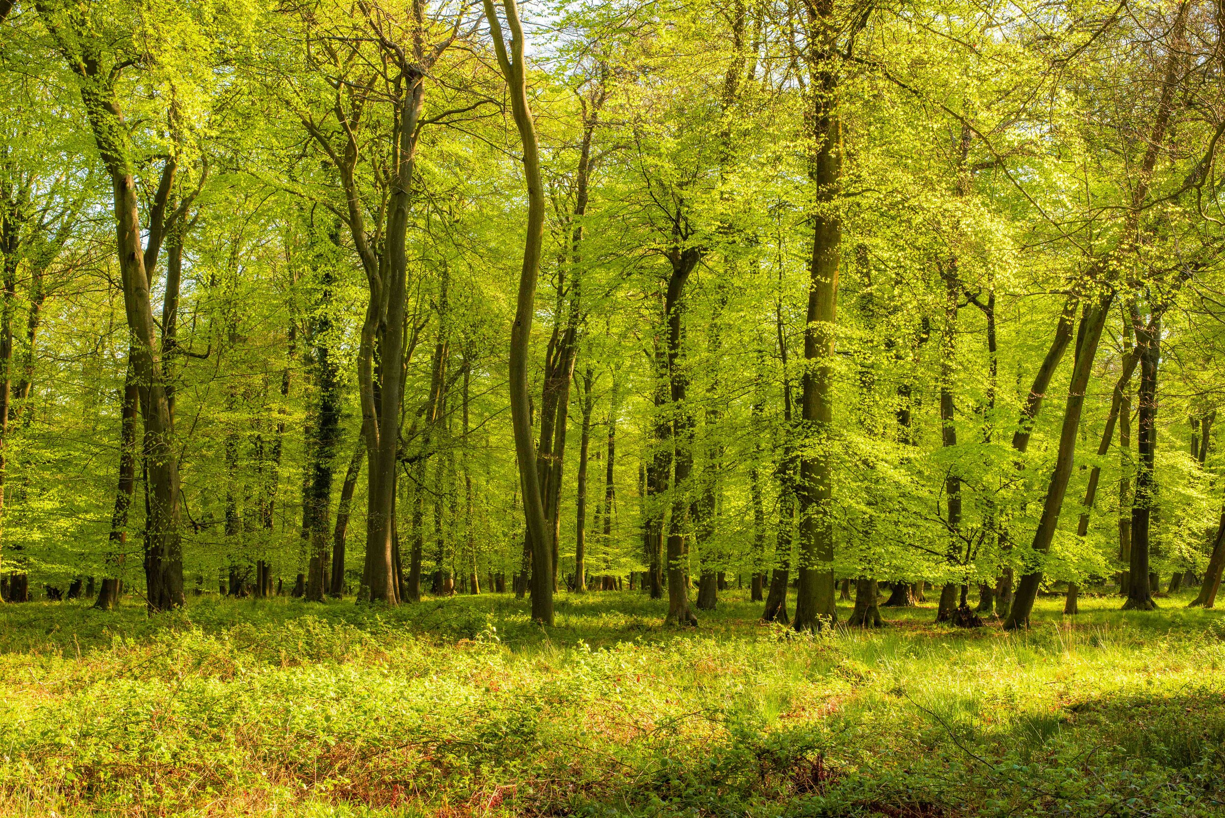 Beech woods in spring IV