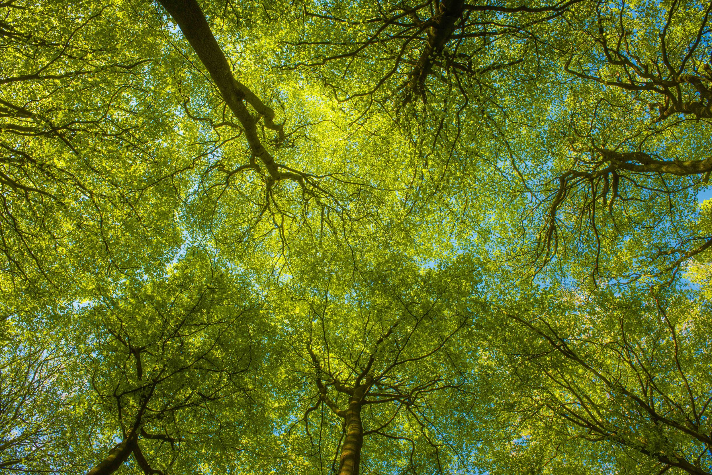 Treetops in spring