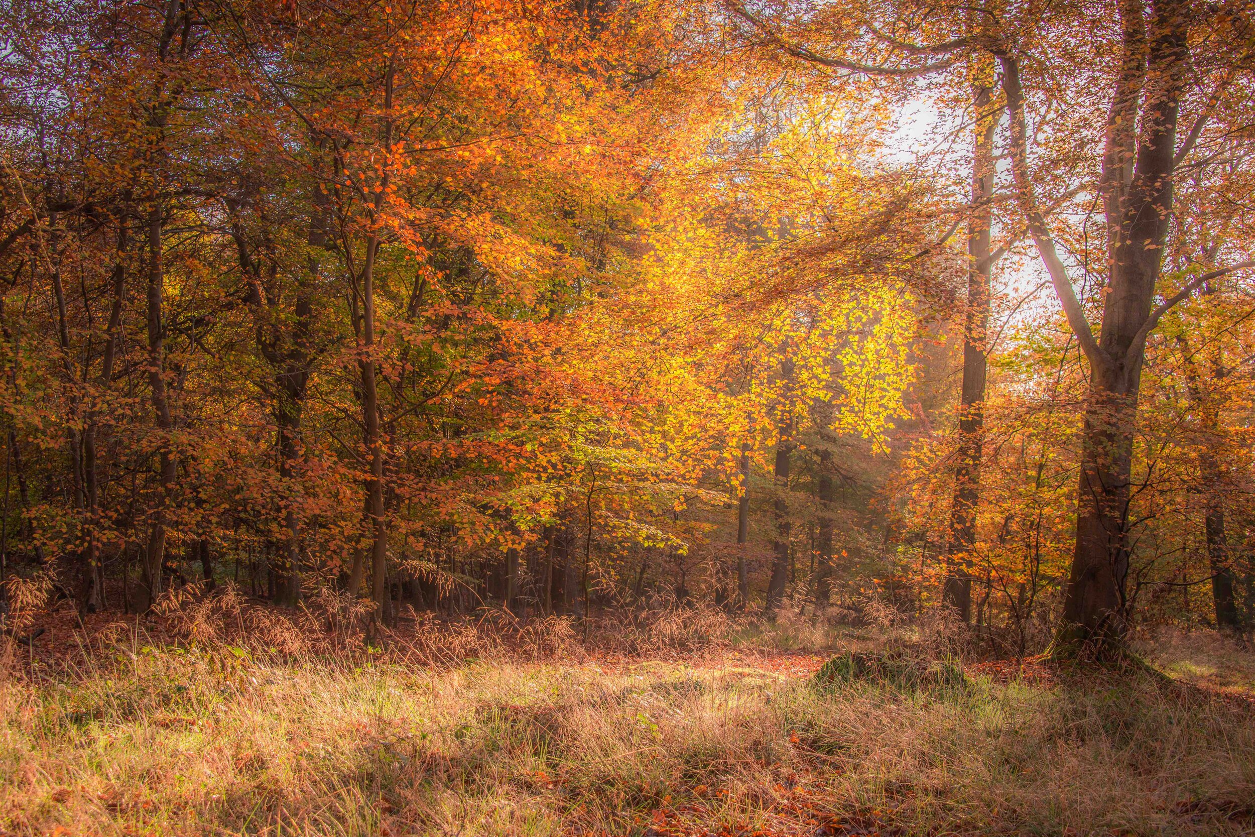 Woods in autumn II