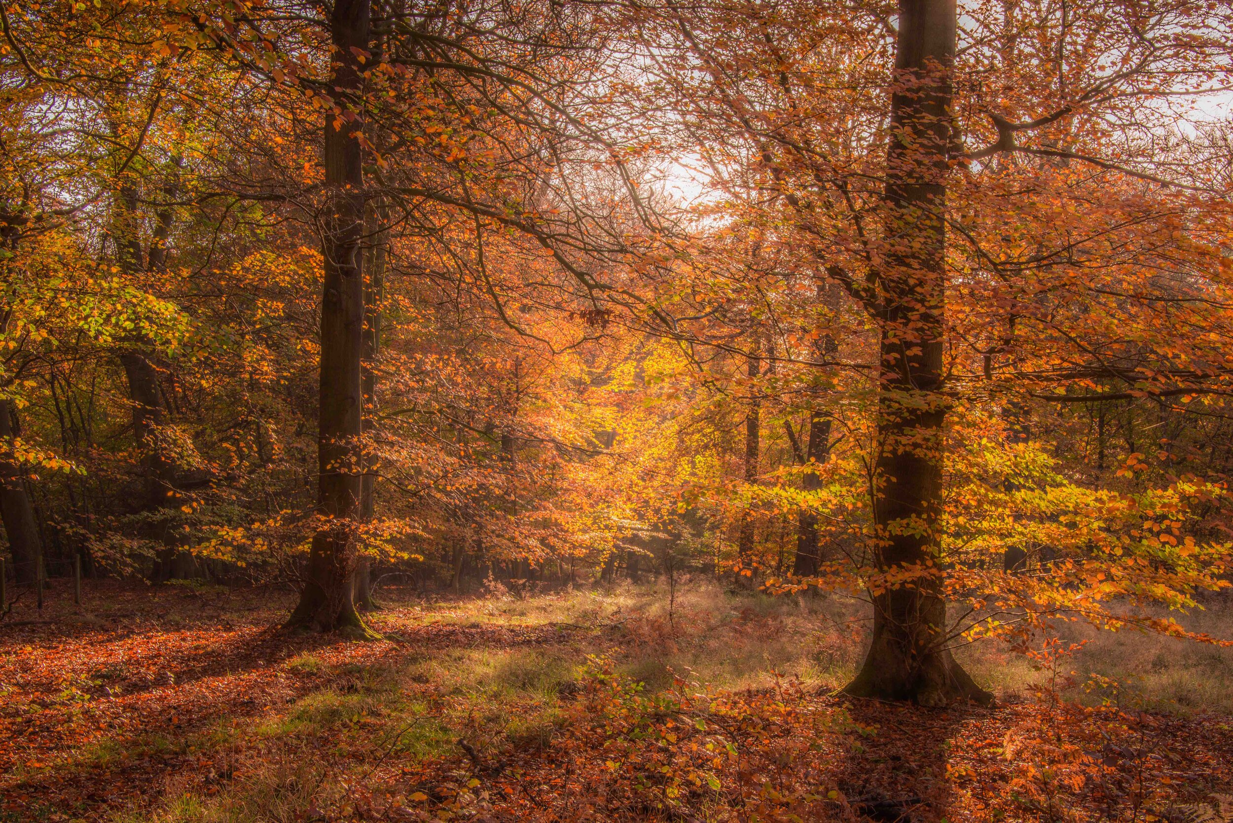 Woods in autumn I