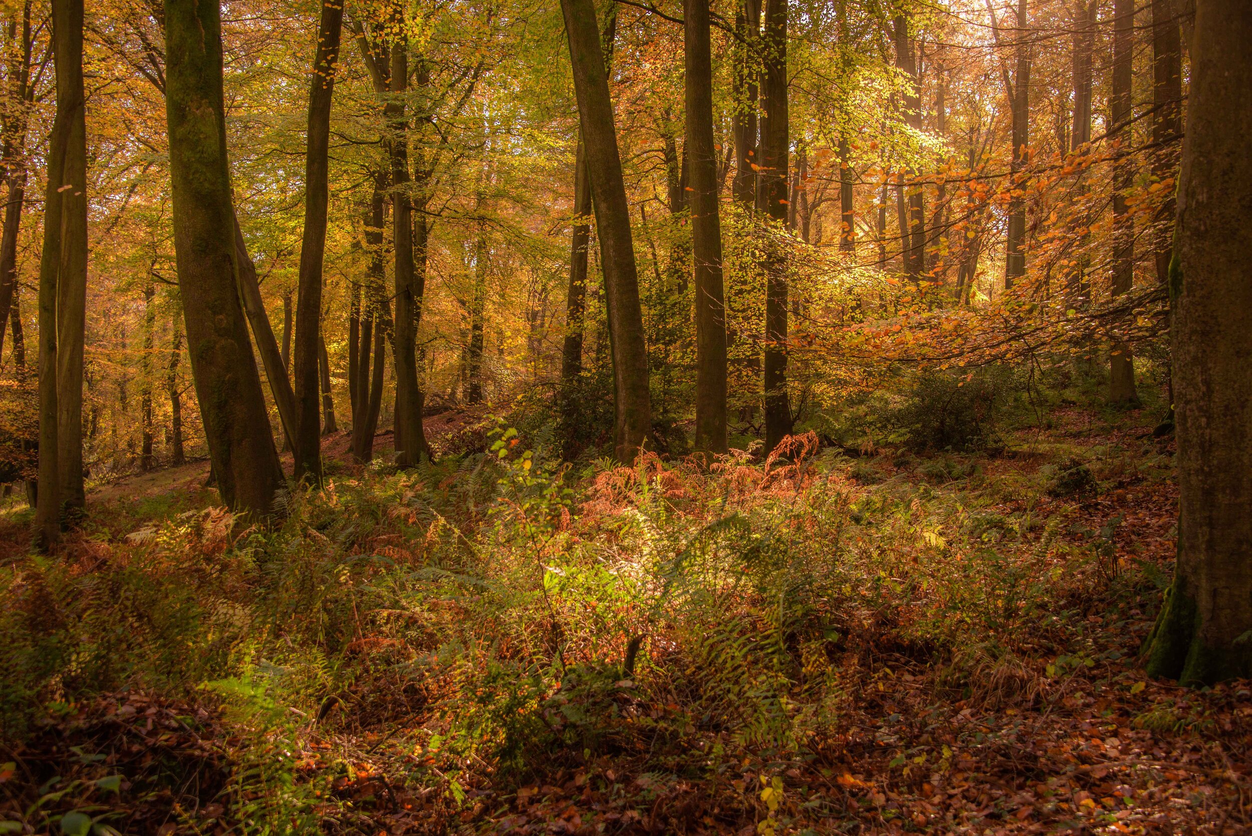 Woods in autumn III