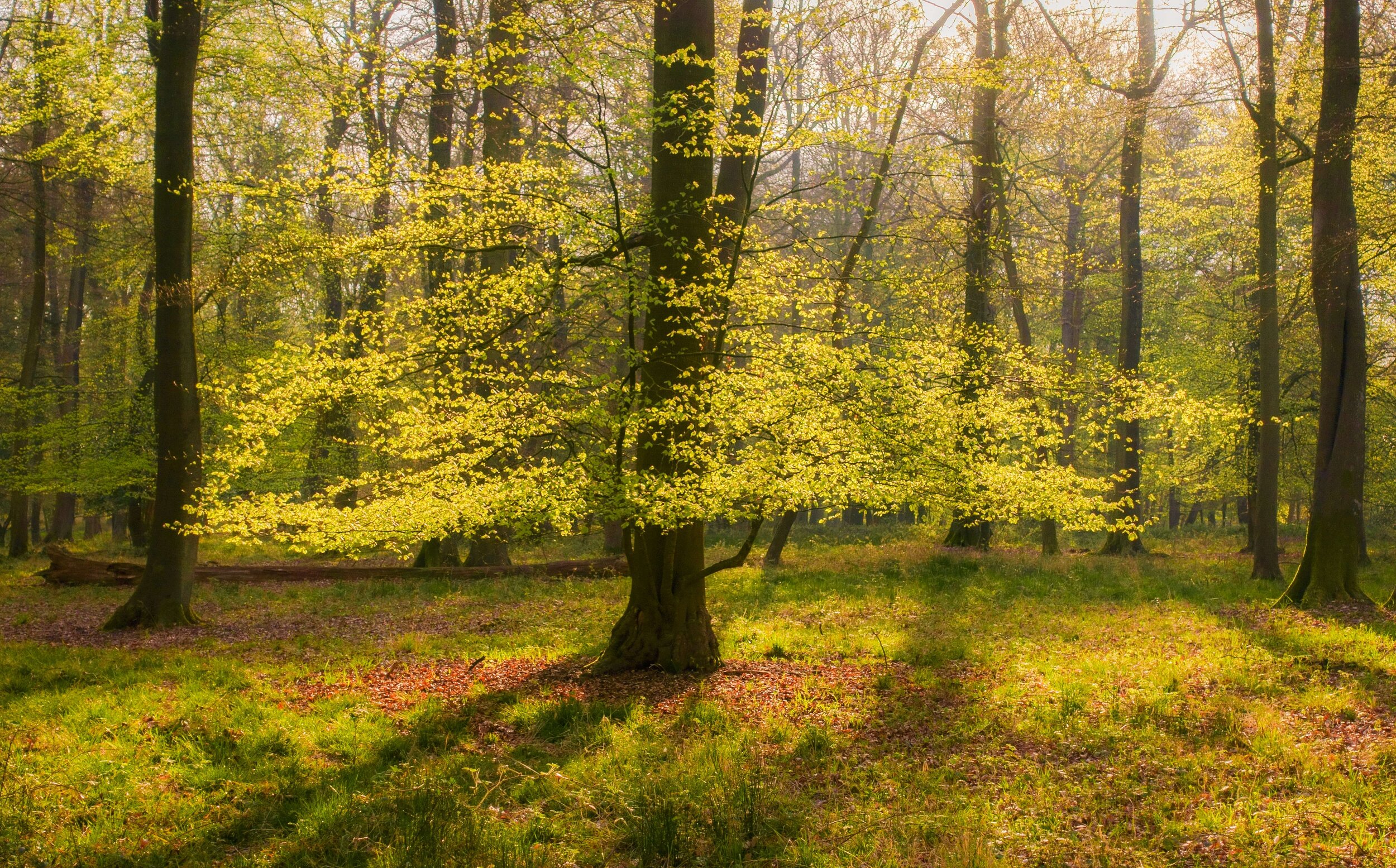 Beech woods in spring II