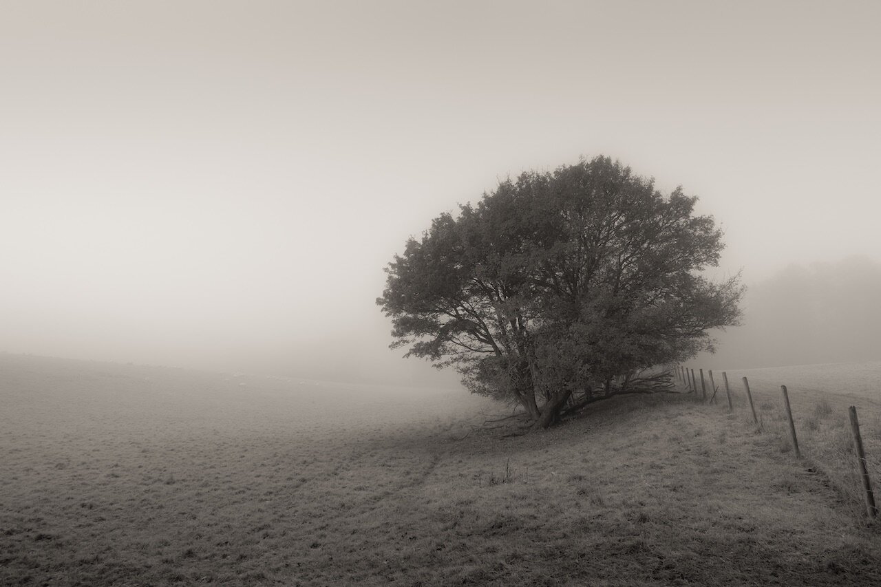 Tree in mist