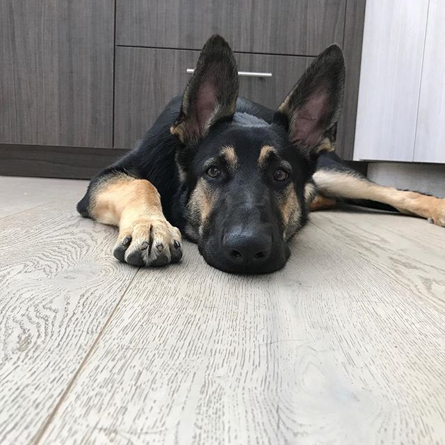 Newly installed kitchen...Happy clients from all walks of life! #laurelcanyon #kitchendesign #dog @tammyedmondsdesign @luxemagazine