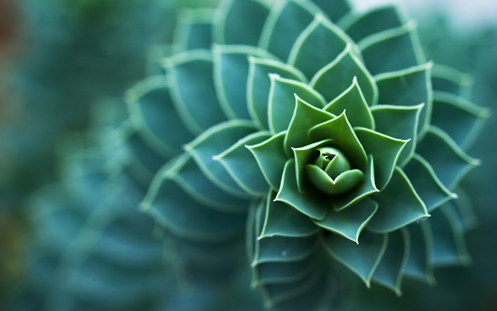nature-spiral-bokeh-micro1.jpg
