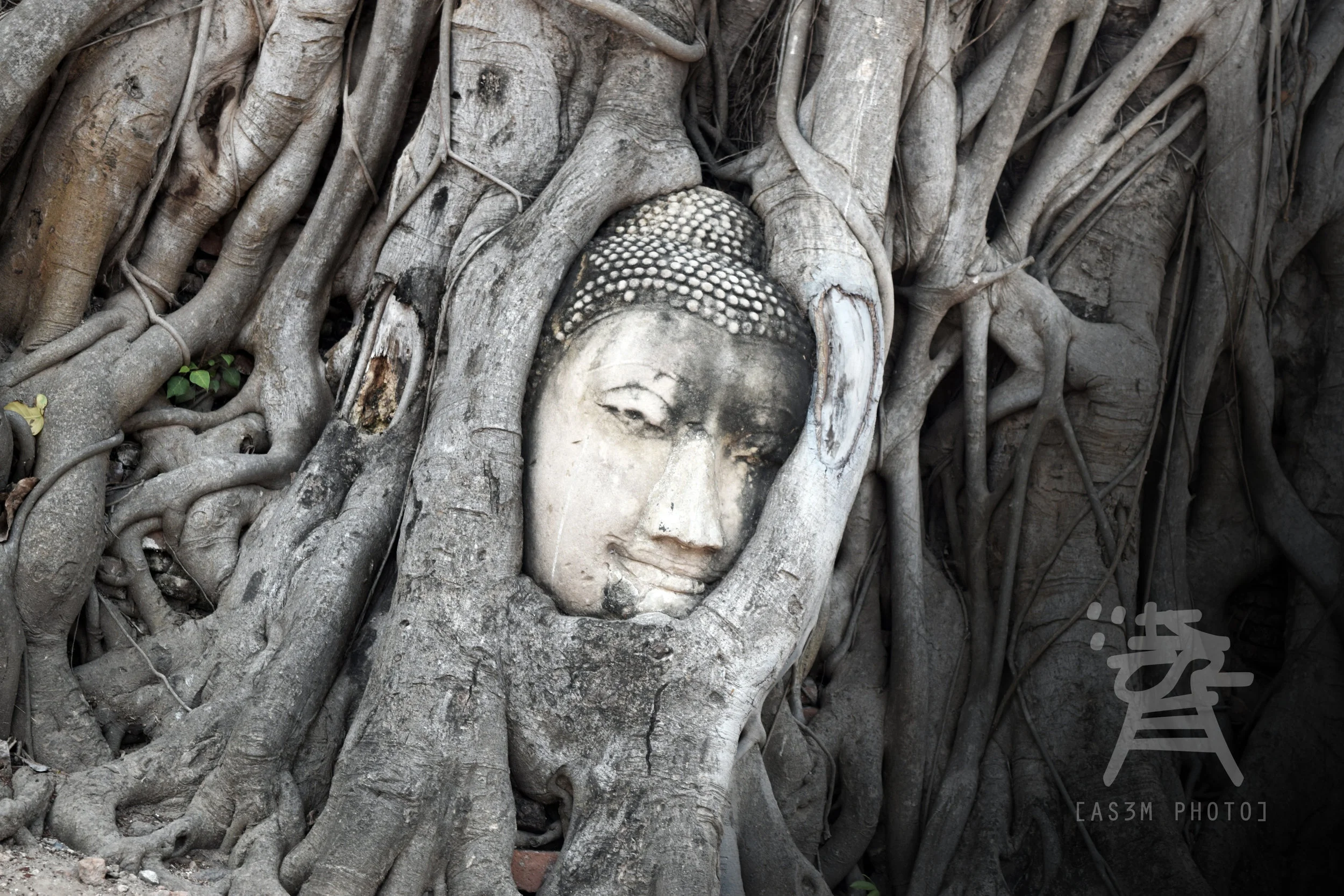 TR33 BUDDHA