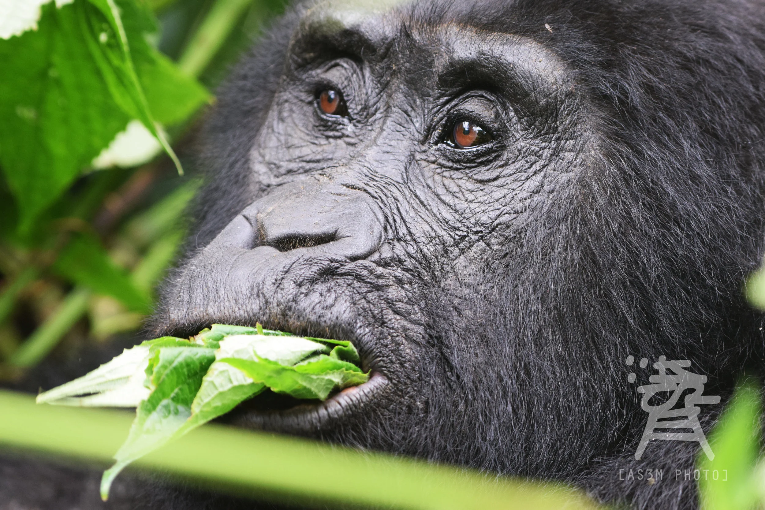 gorillachew.jpg
