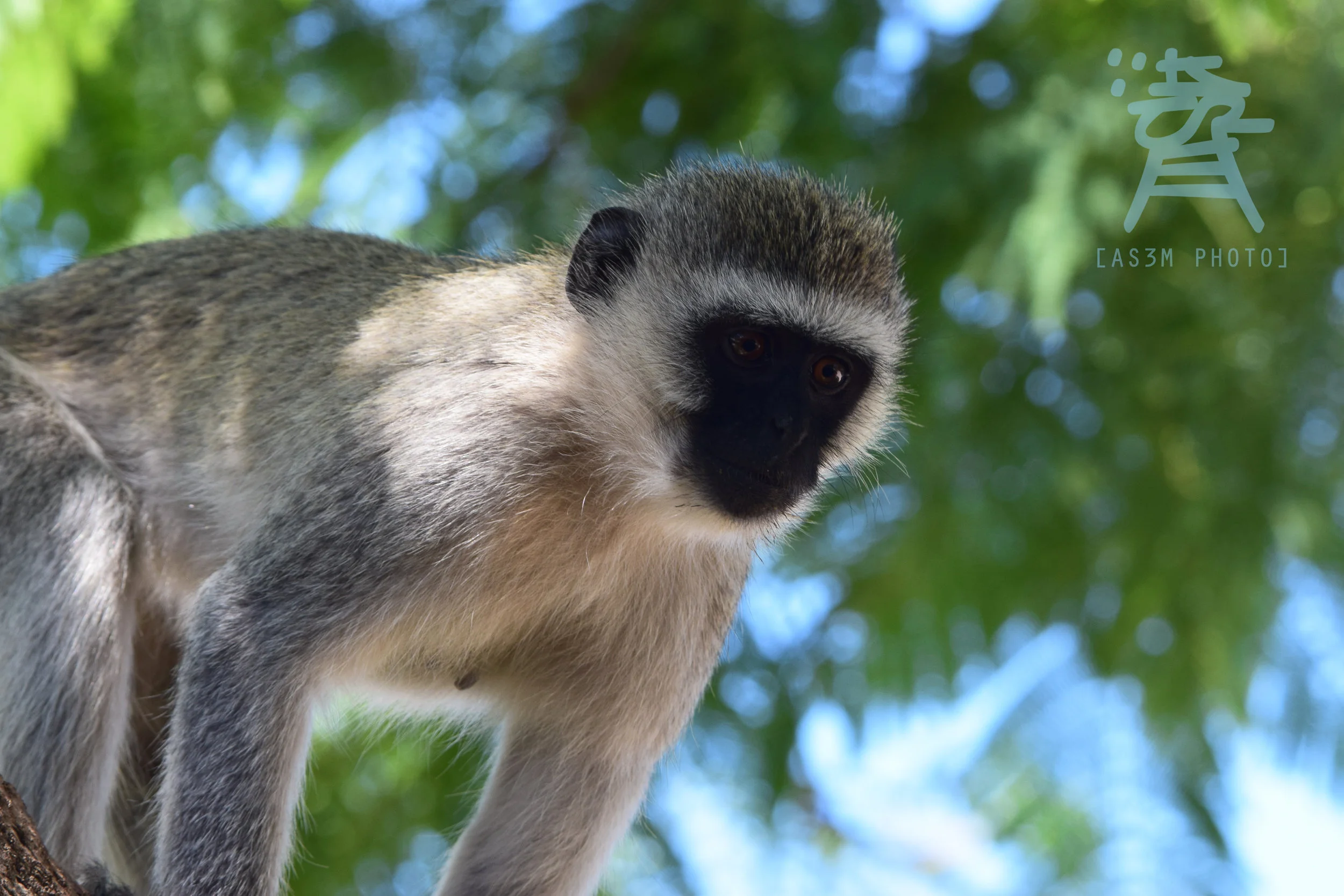snowmonkey2.jpg