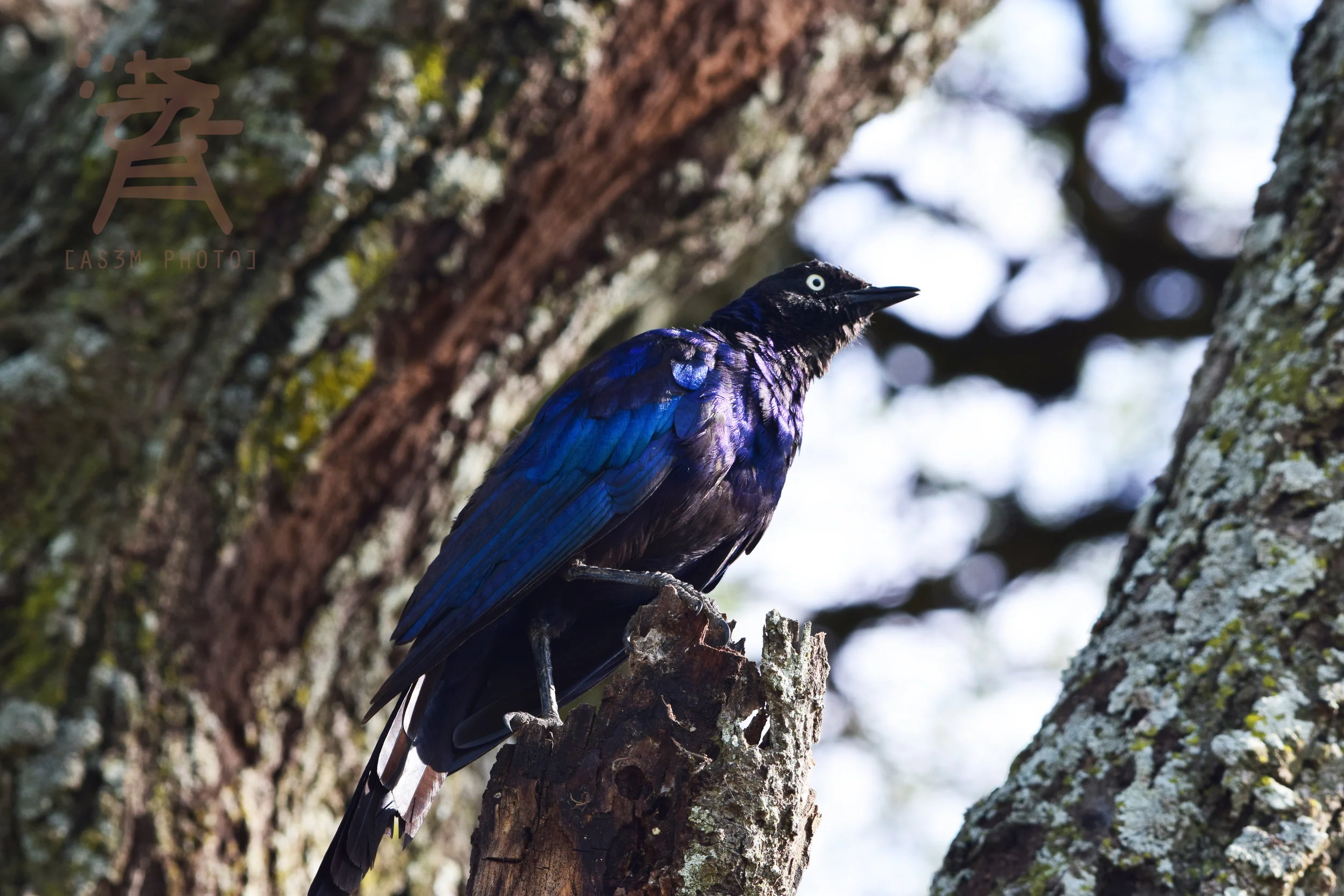 bluebird.jpg
