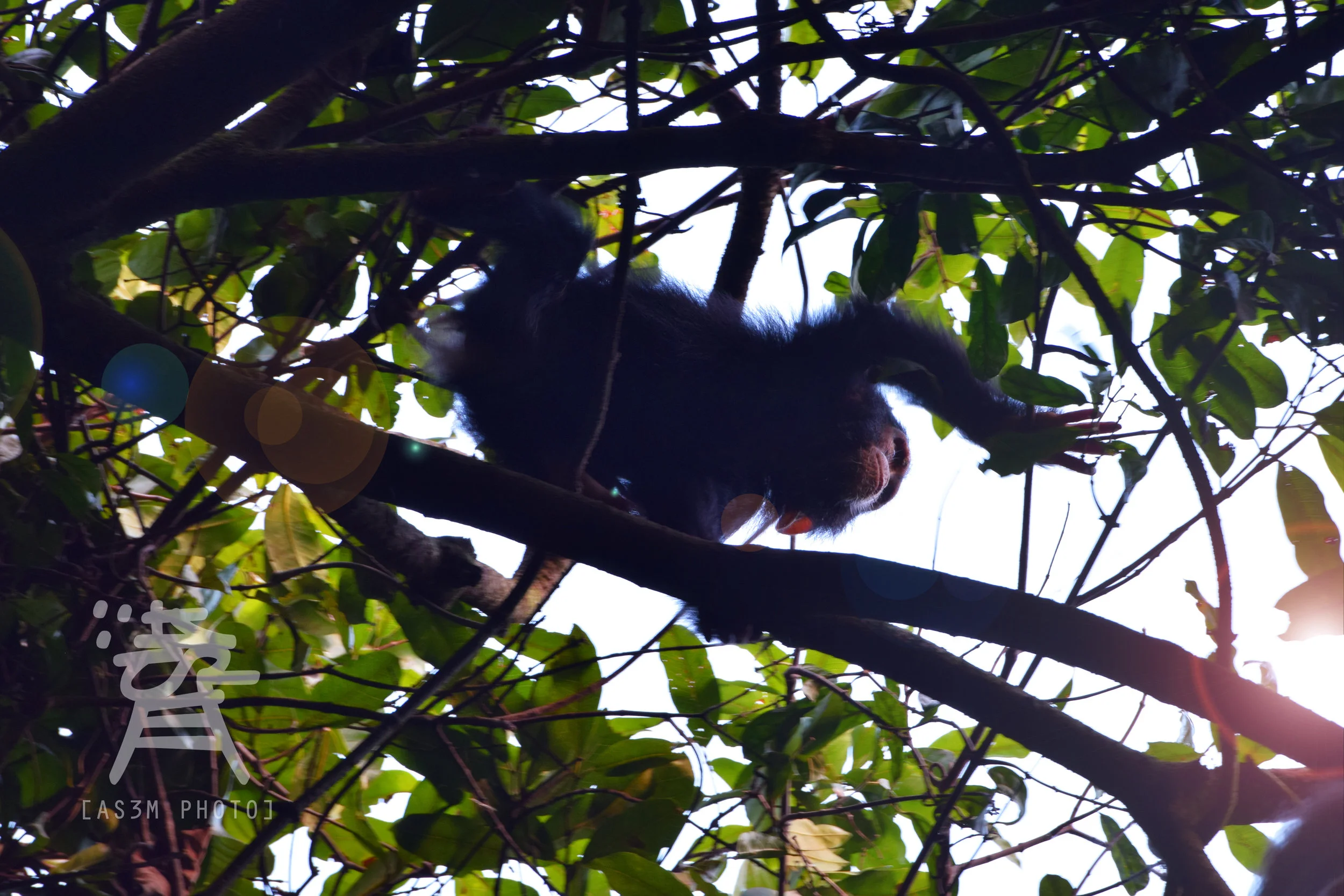 chimp.jpg