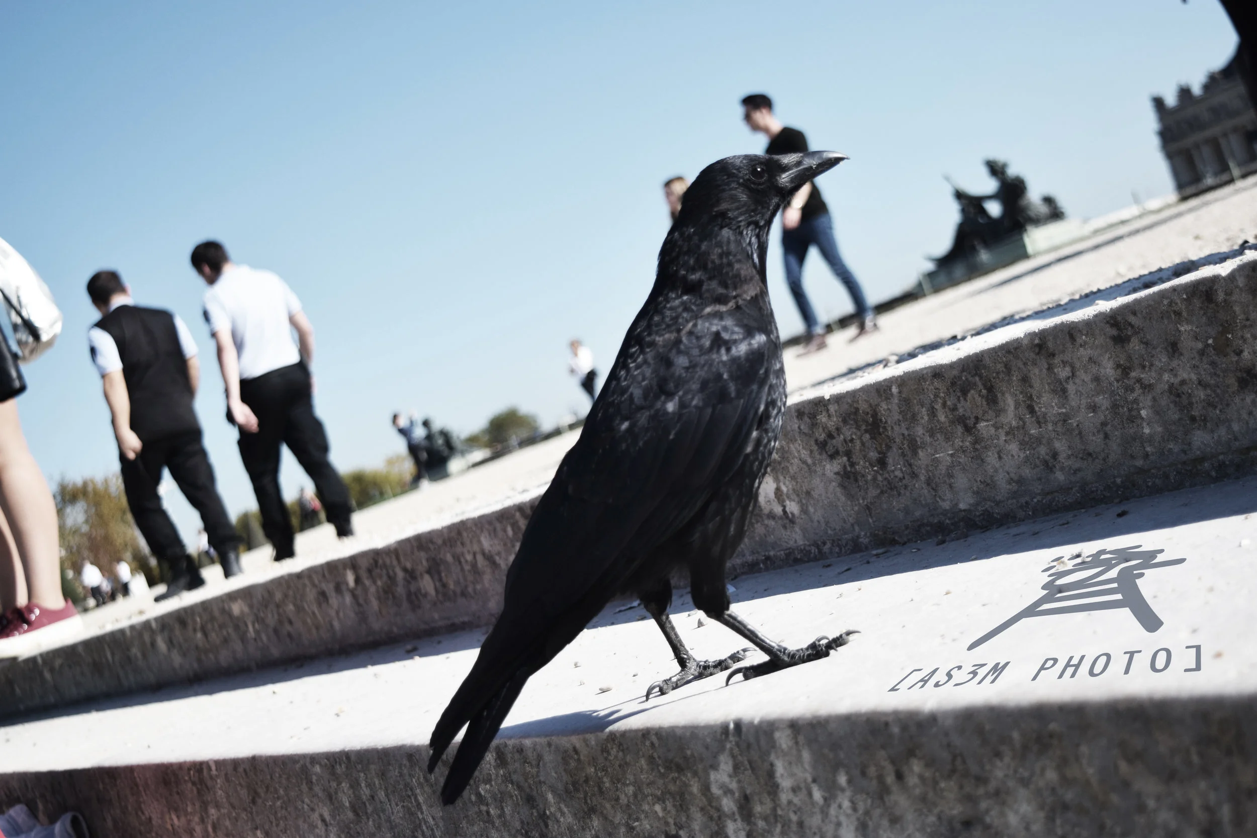 raven.jpg
