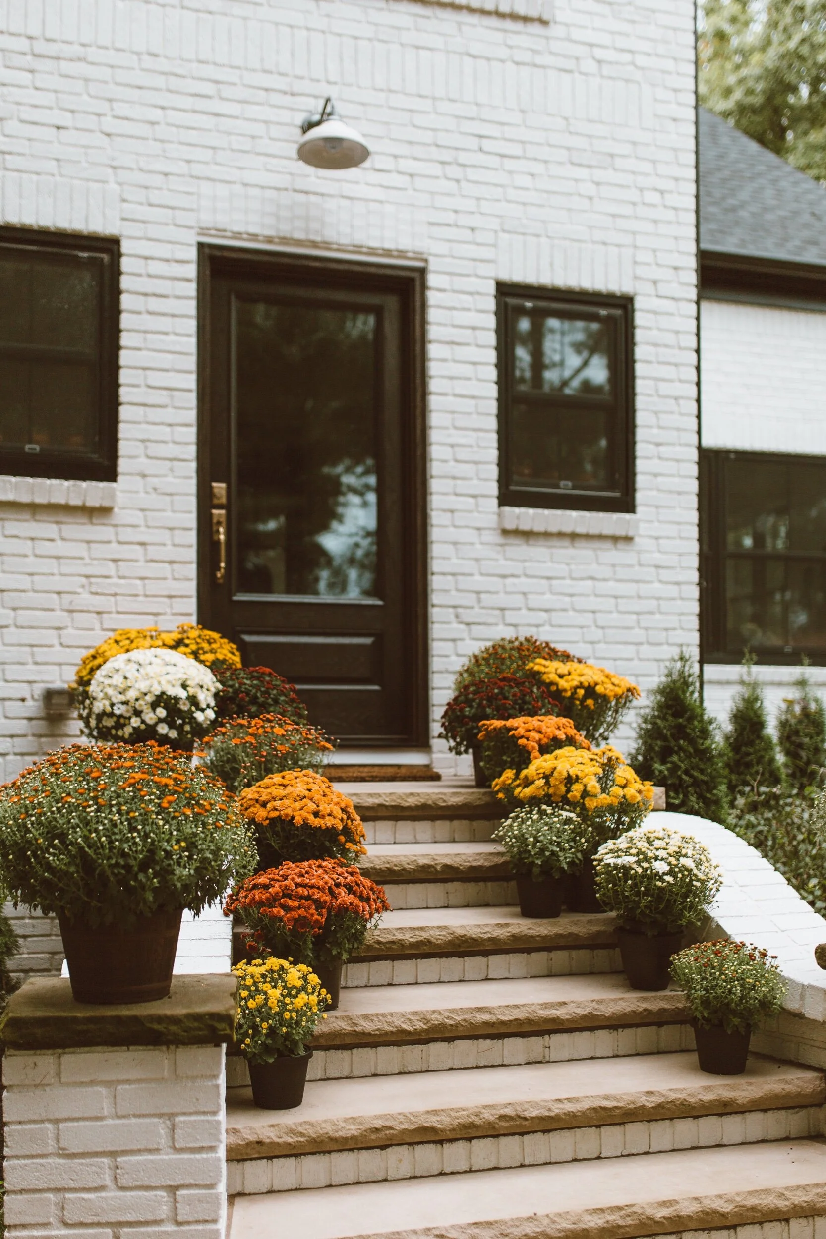 forthehome-how-to-care-for-fall-mums-00.jpeg