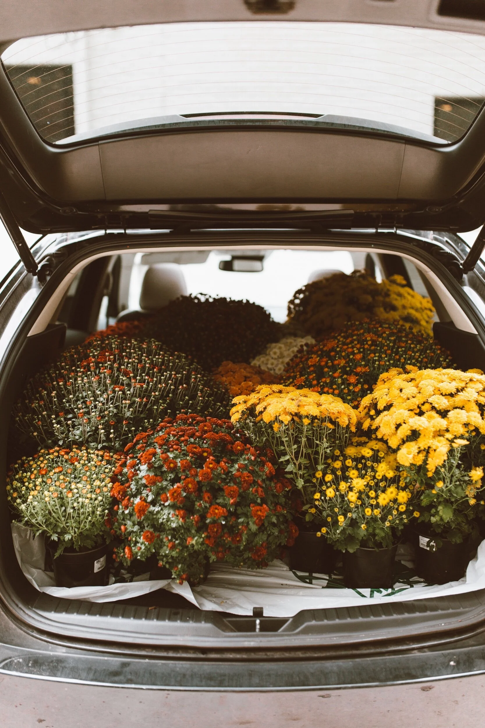 forthehome-how-to-care-for-fall-mums-01.jpeg