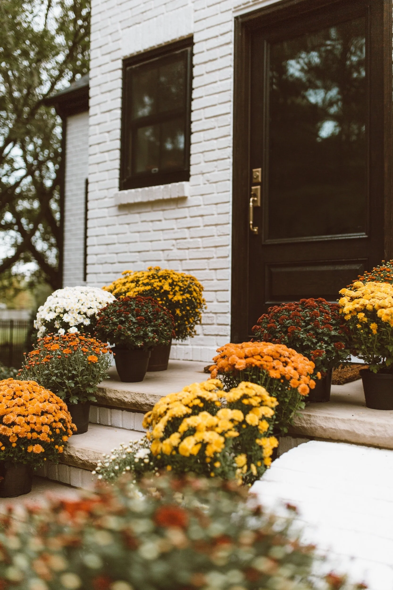 forthehome-how-to-care-for-fall-mums-02.jpeg