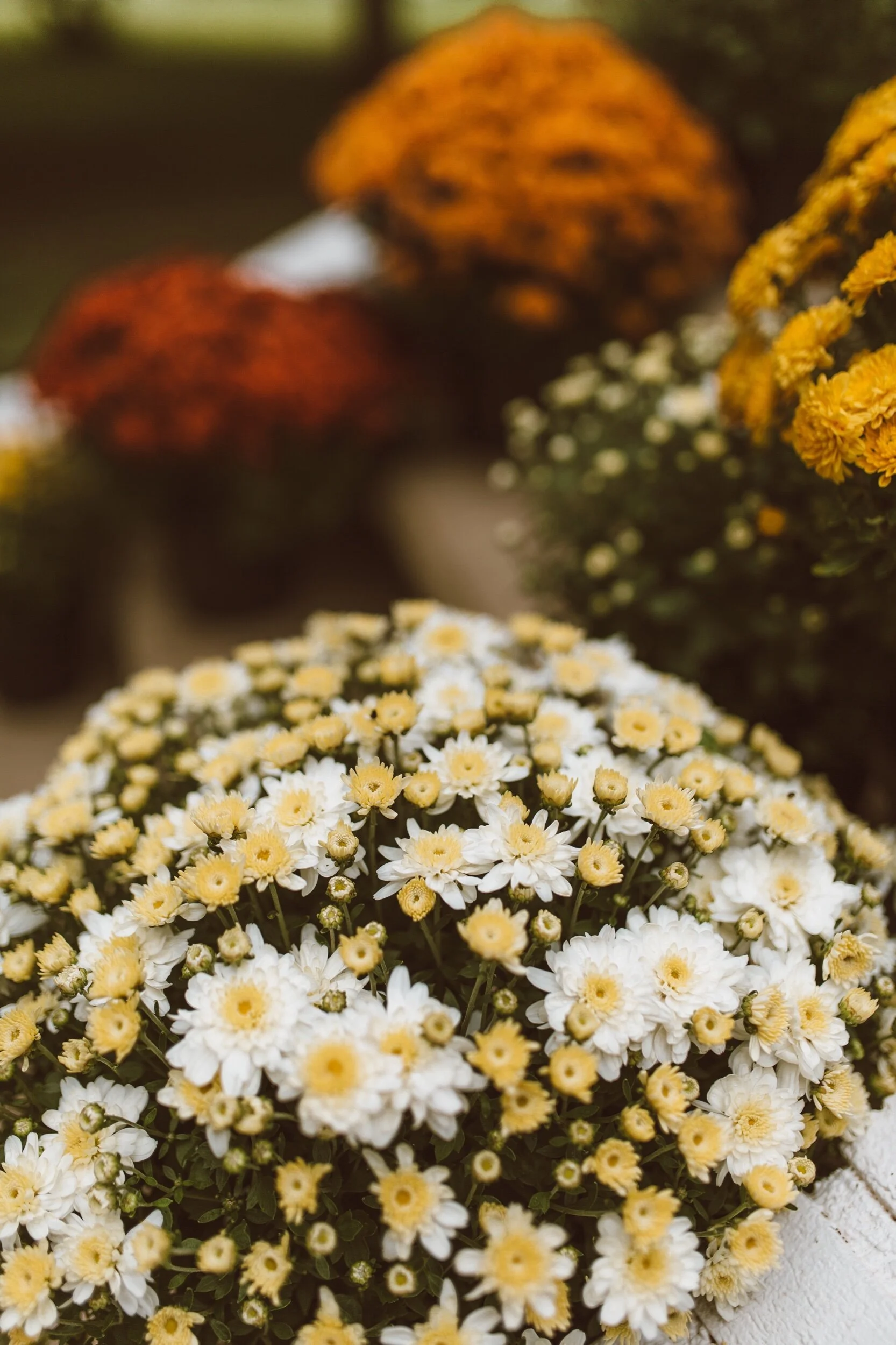 forthehome-how-to-care-for-fall-mums-03.jpeg