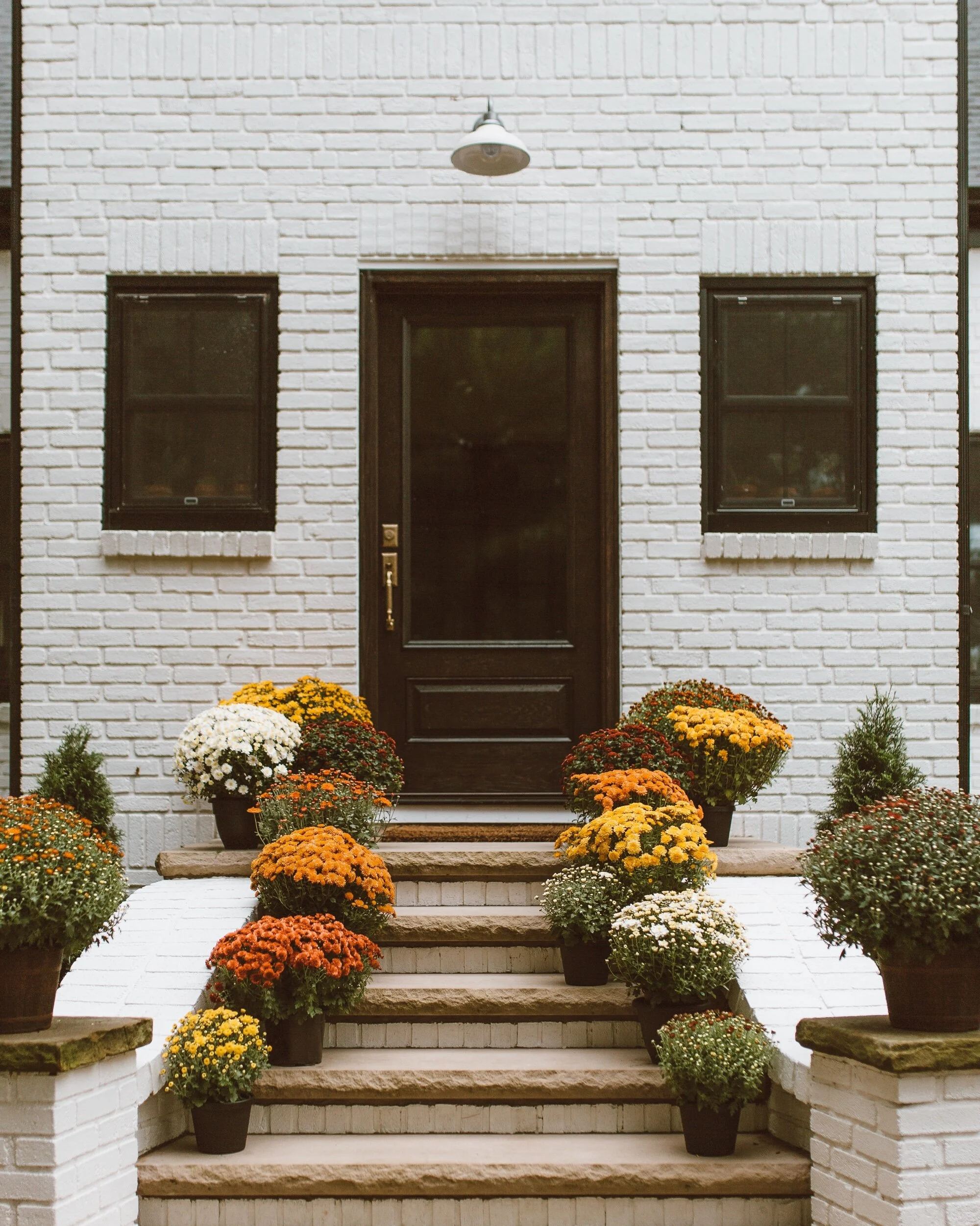 forthehome-how-to-care-for-fall-mums-06.jpeg