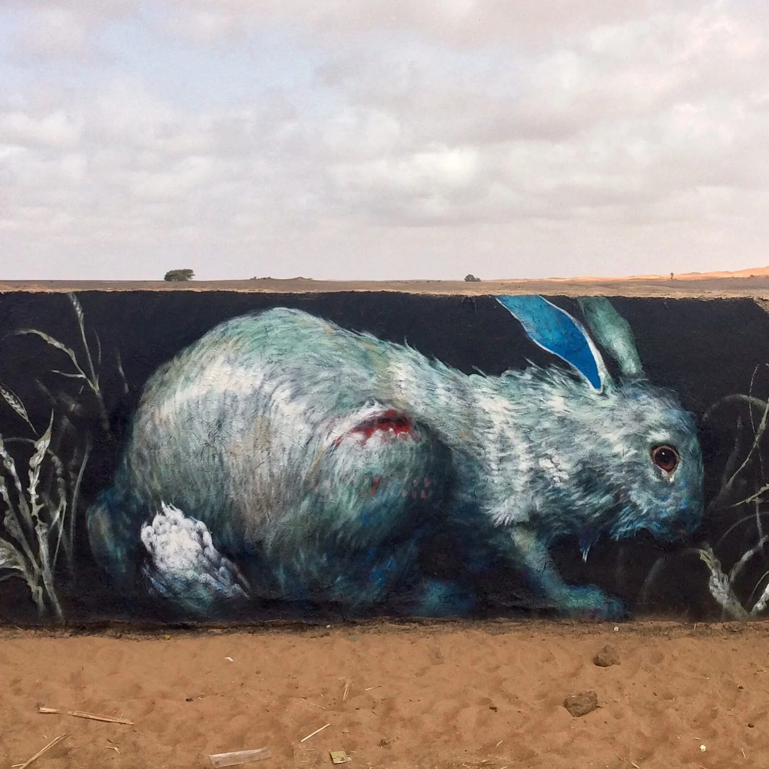 WOUNDED RABBIT Morocco 2016