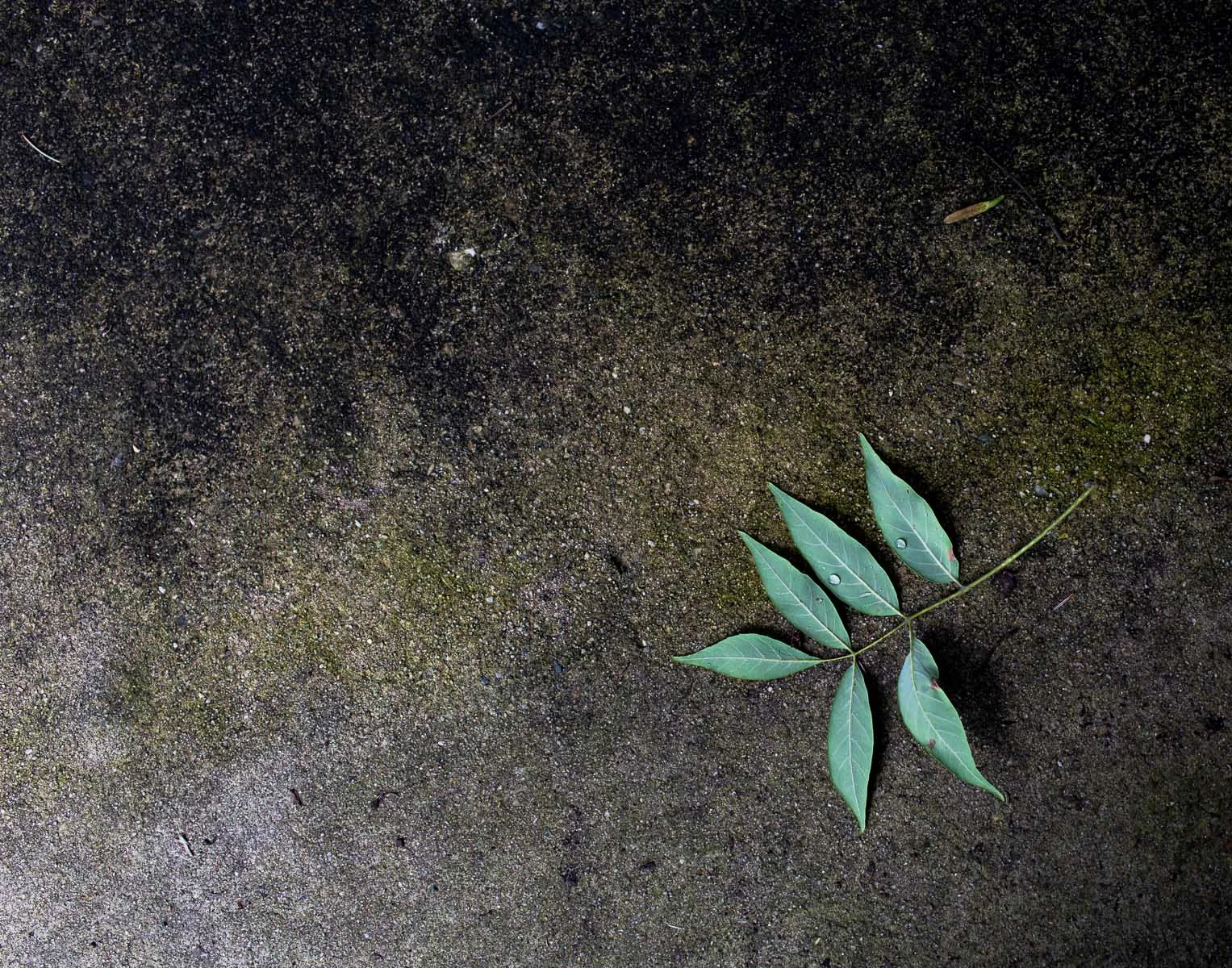 Green leaf on concrete