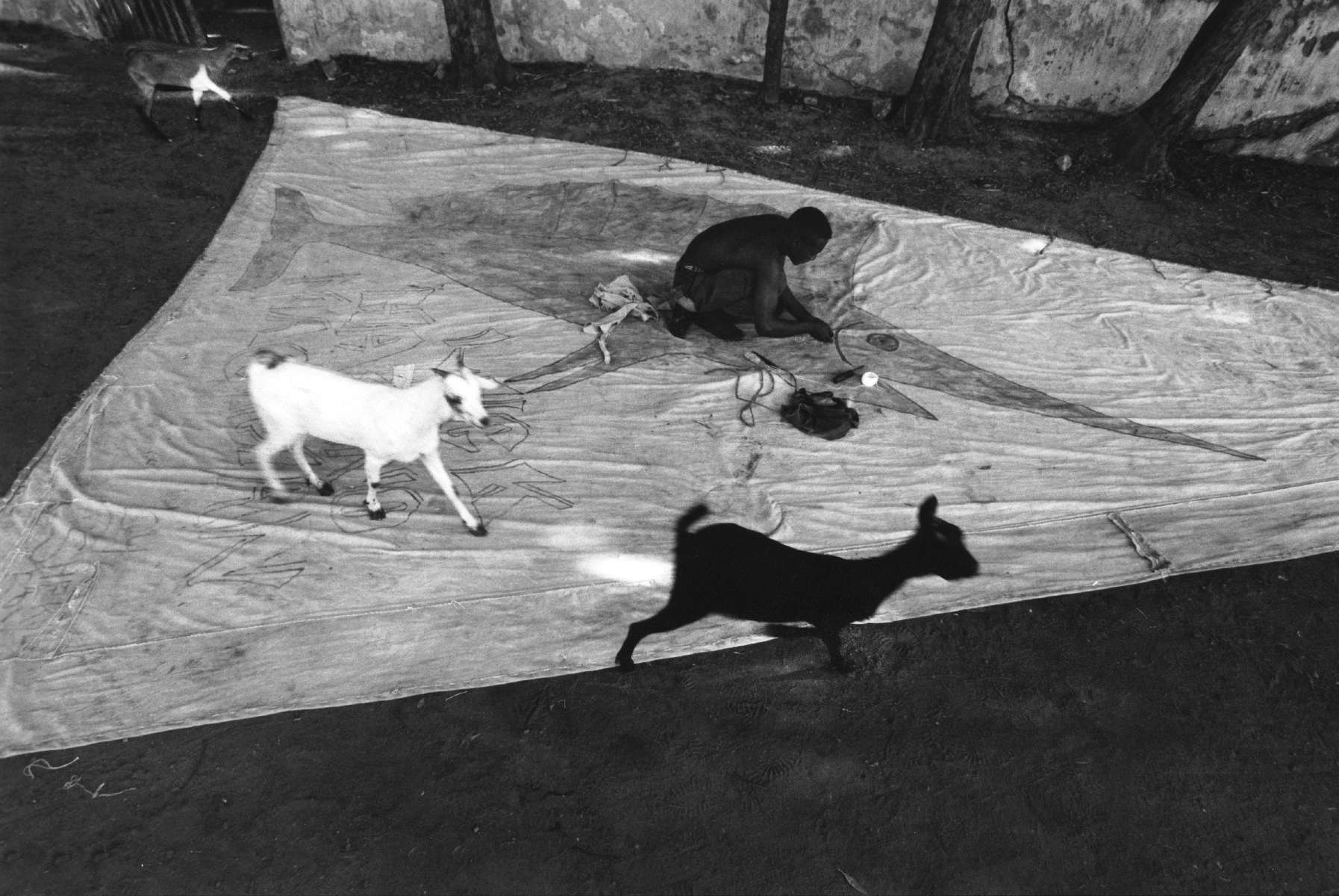  "Goats And Sailmaker" Mombasa. 1999 