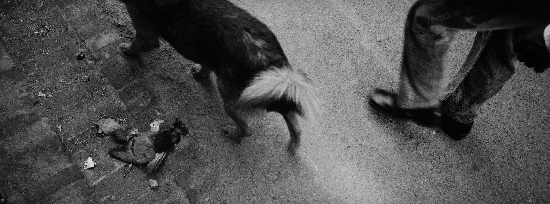  The Pigeon, The Dog and The Man. Kathmandu, Nepal. 