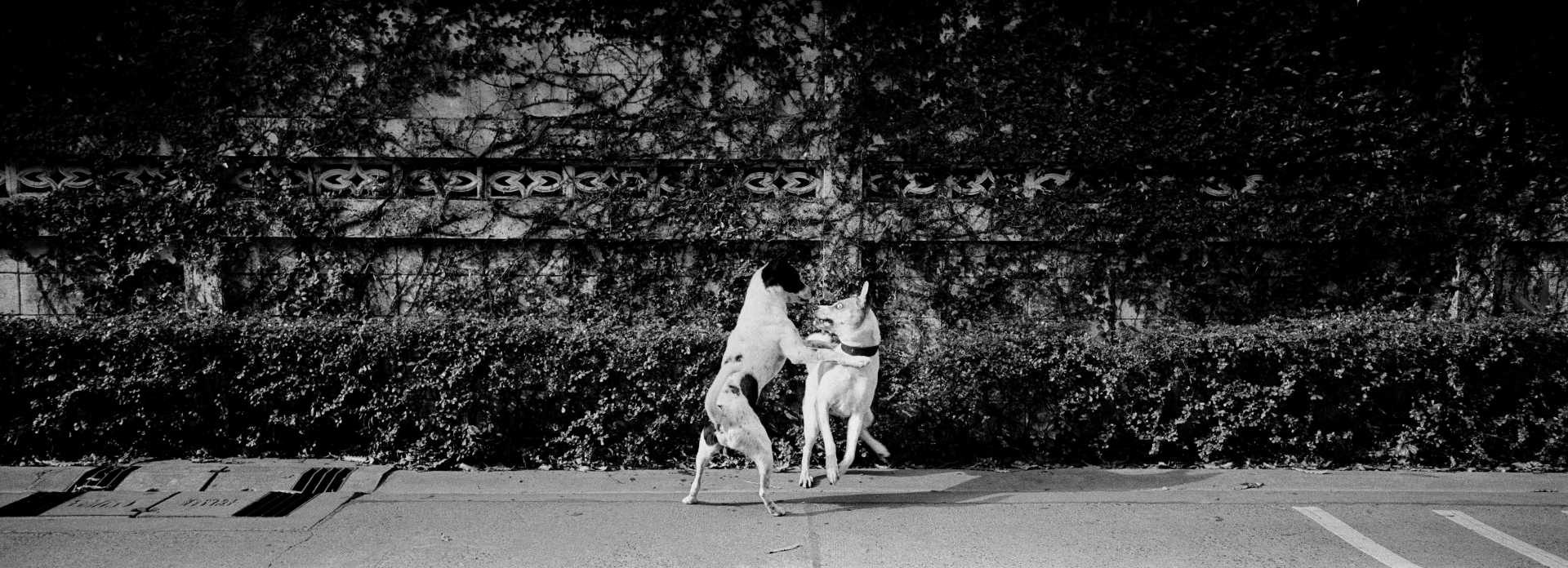  "Dogfight"&nbsp;Bangkok, Thailand. 