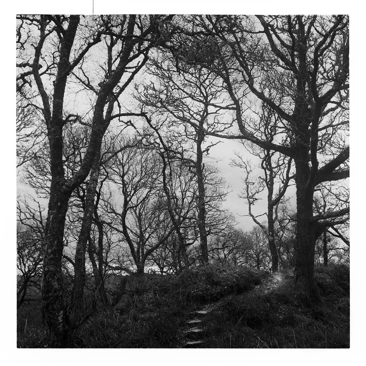 Into The Woods. Tayvallich, Scotland, 2016