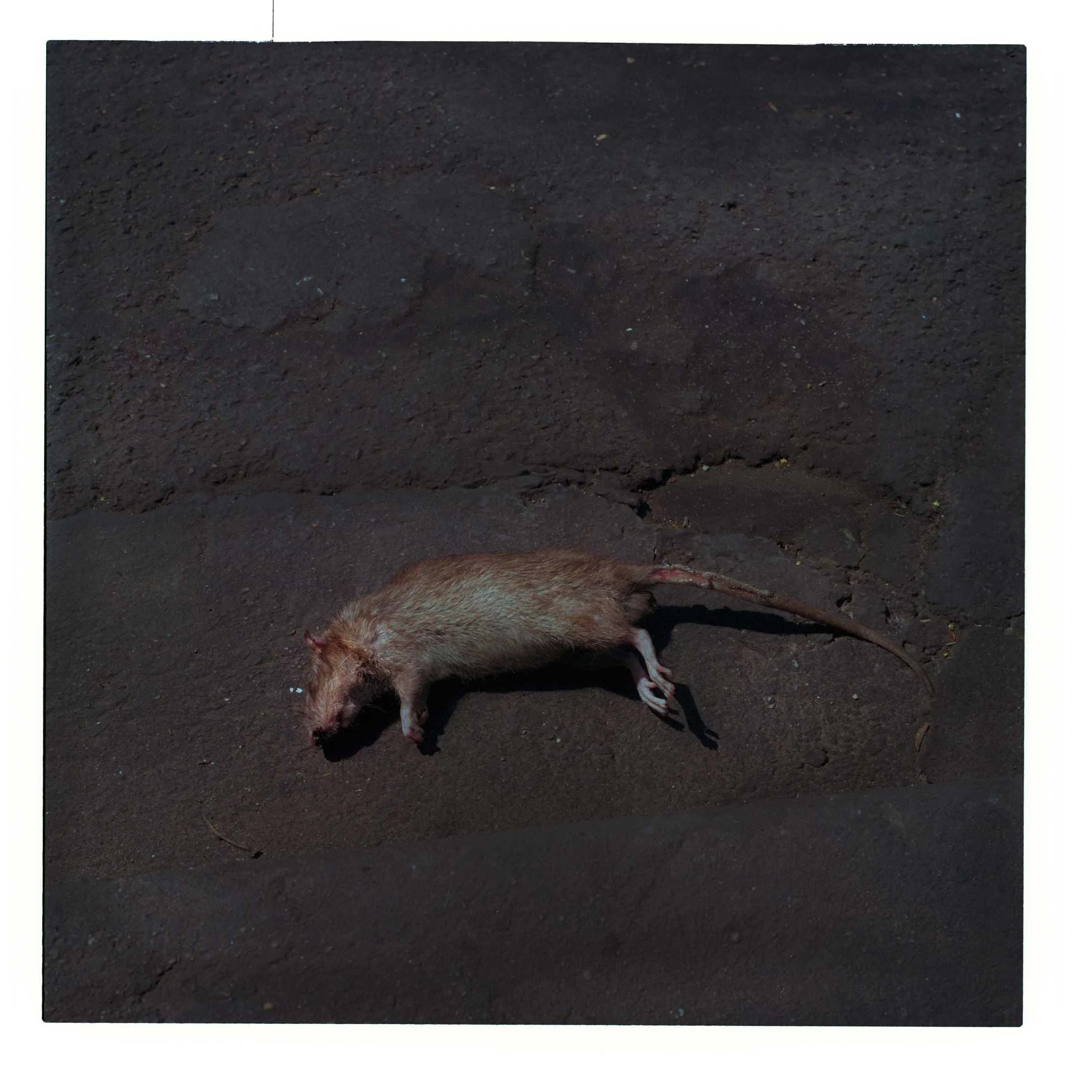 "Rigormortis Rat" Soi Amon, Bangkok. 2017