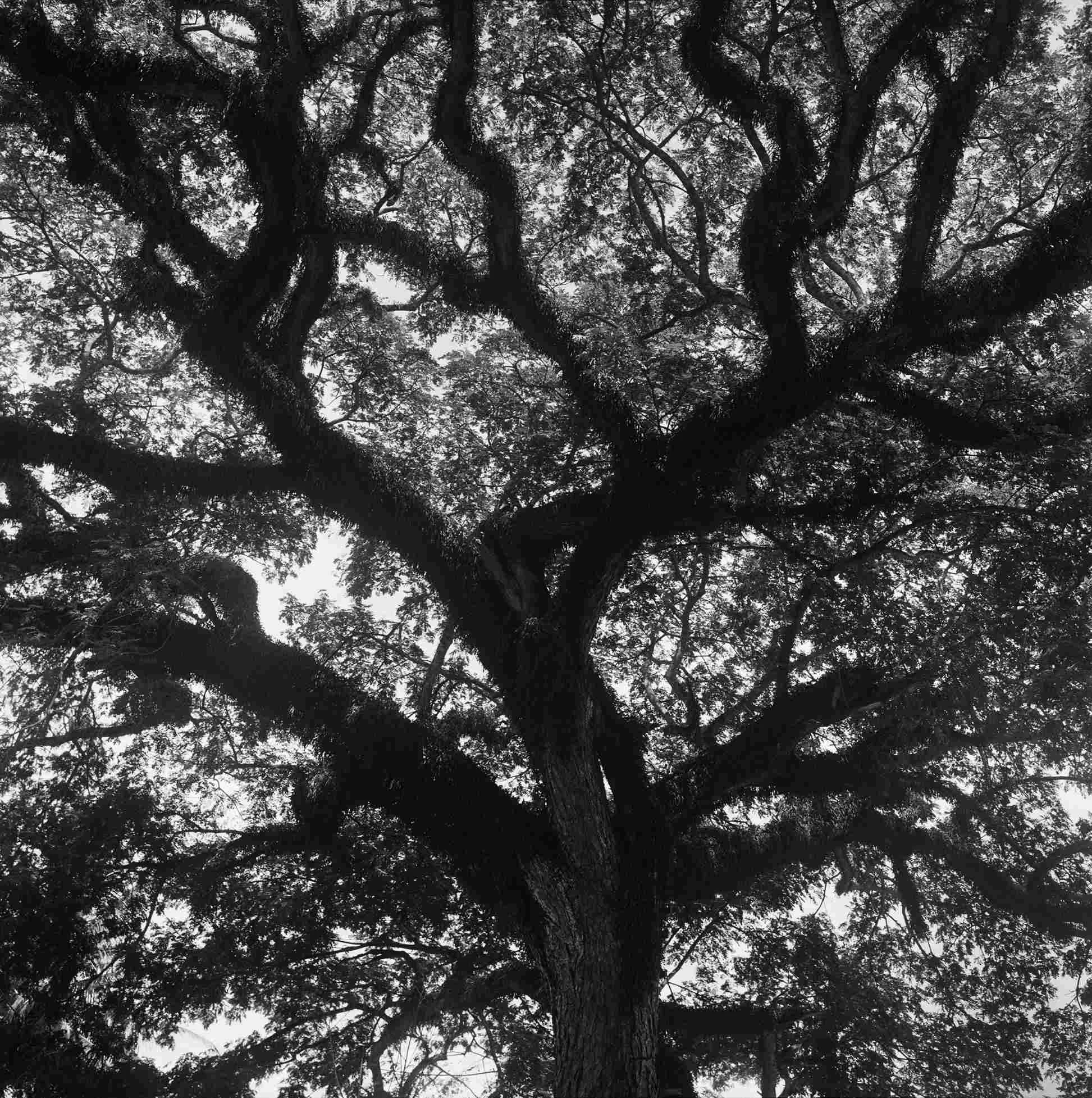 "Tributaries" Luang Prabang, Laos. 2012
