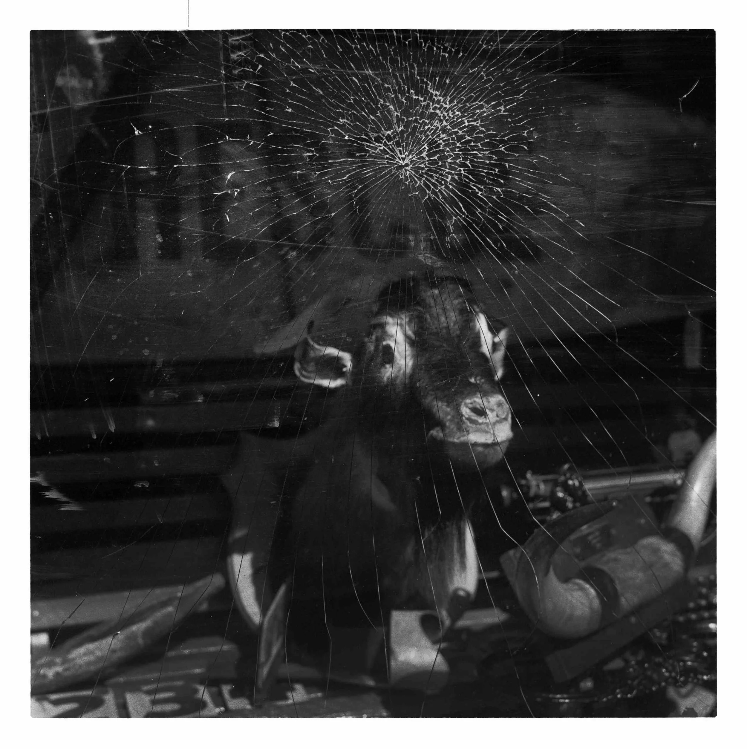 "Cow In The Window" King Street, Newtown. Sydney, Australia. 2013