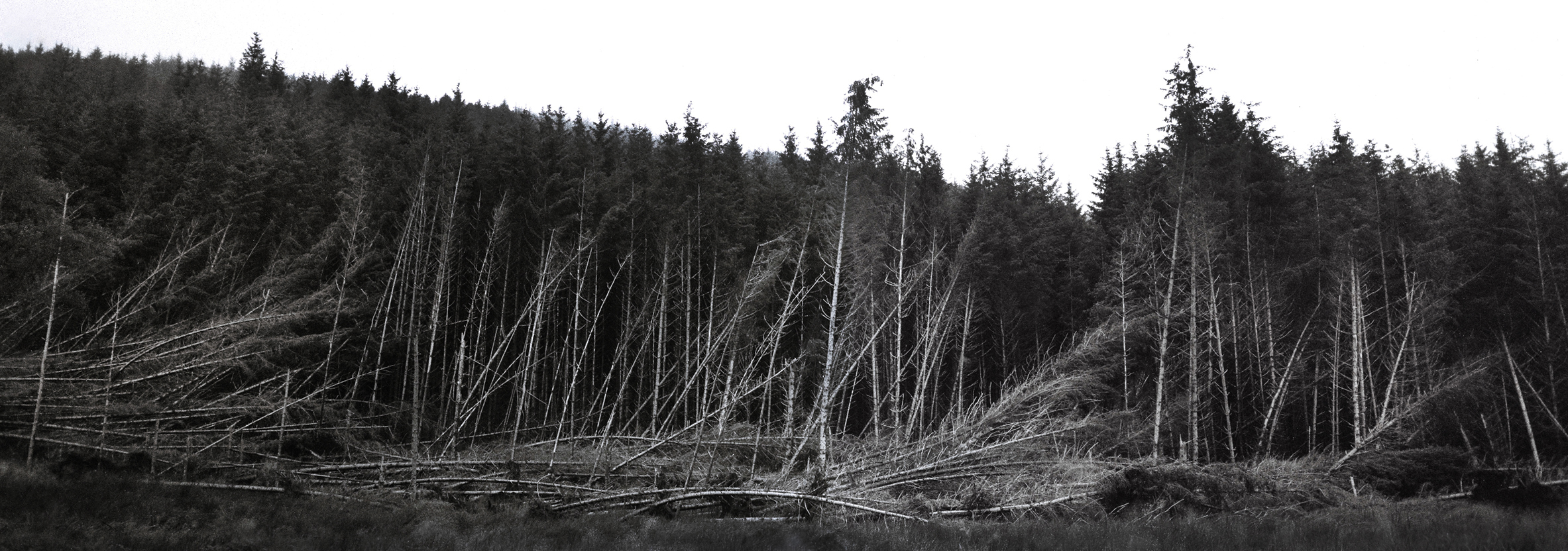  Fallen trees. Tayvallich, Scotland. 2017 