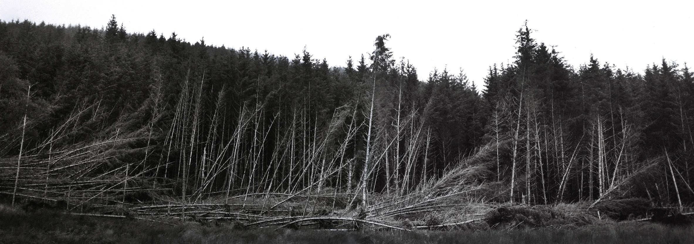 Fallen trees. Tayvallich, Scotland. 2017