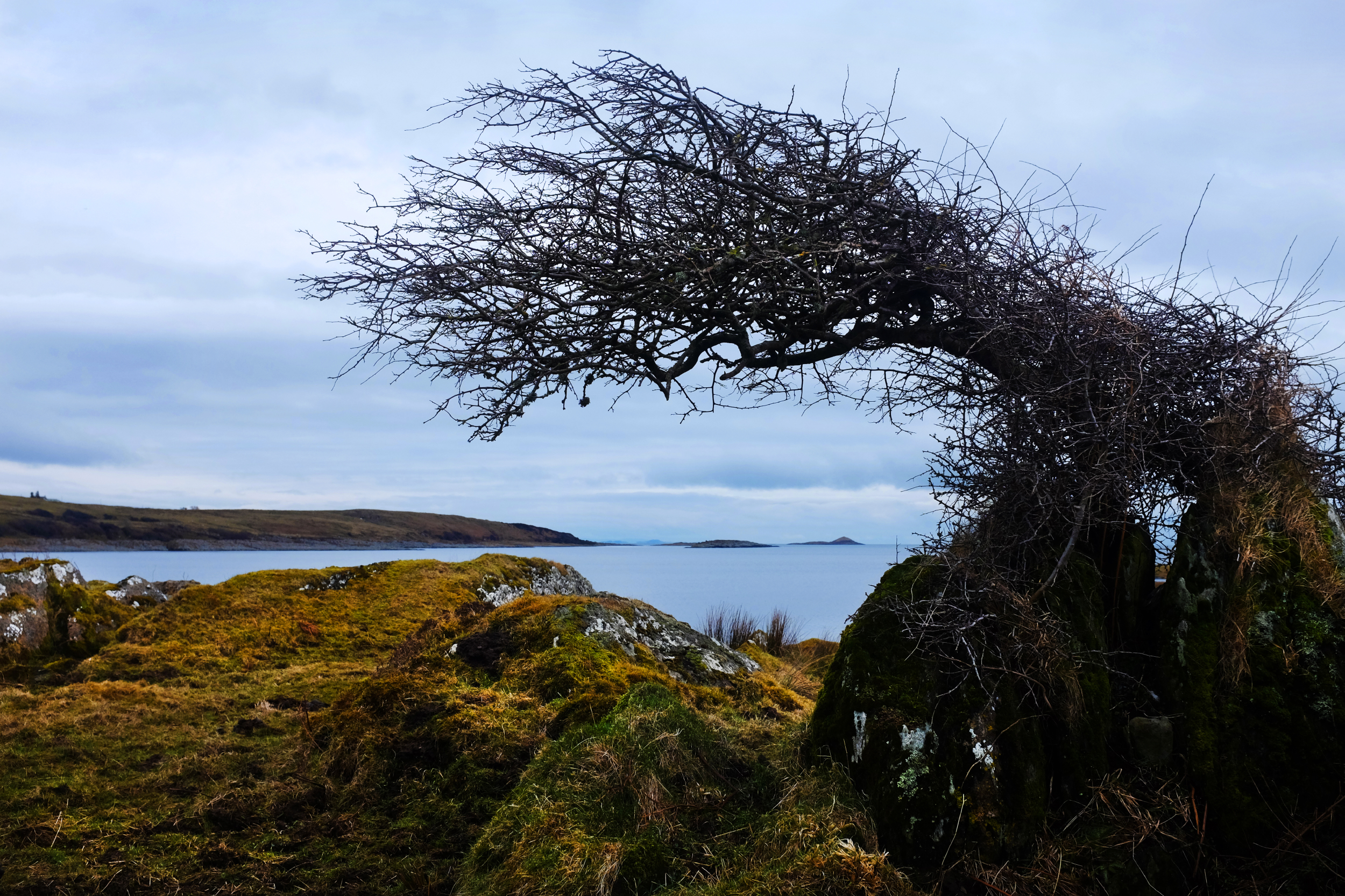 Tortured Tree #1  Keils, Argyll & Bute, West Scotland.