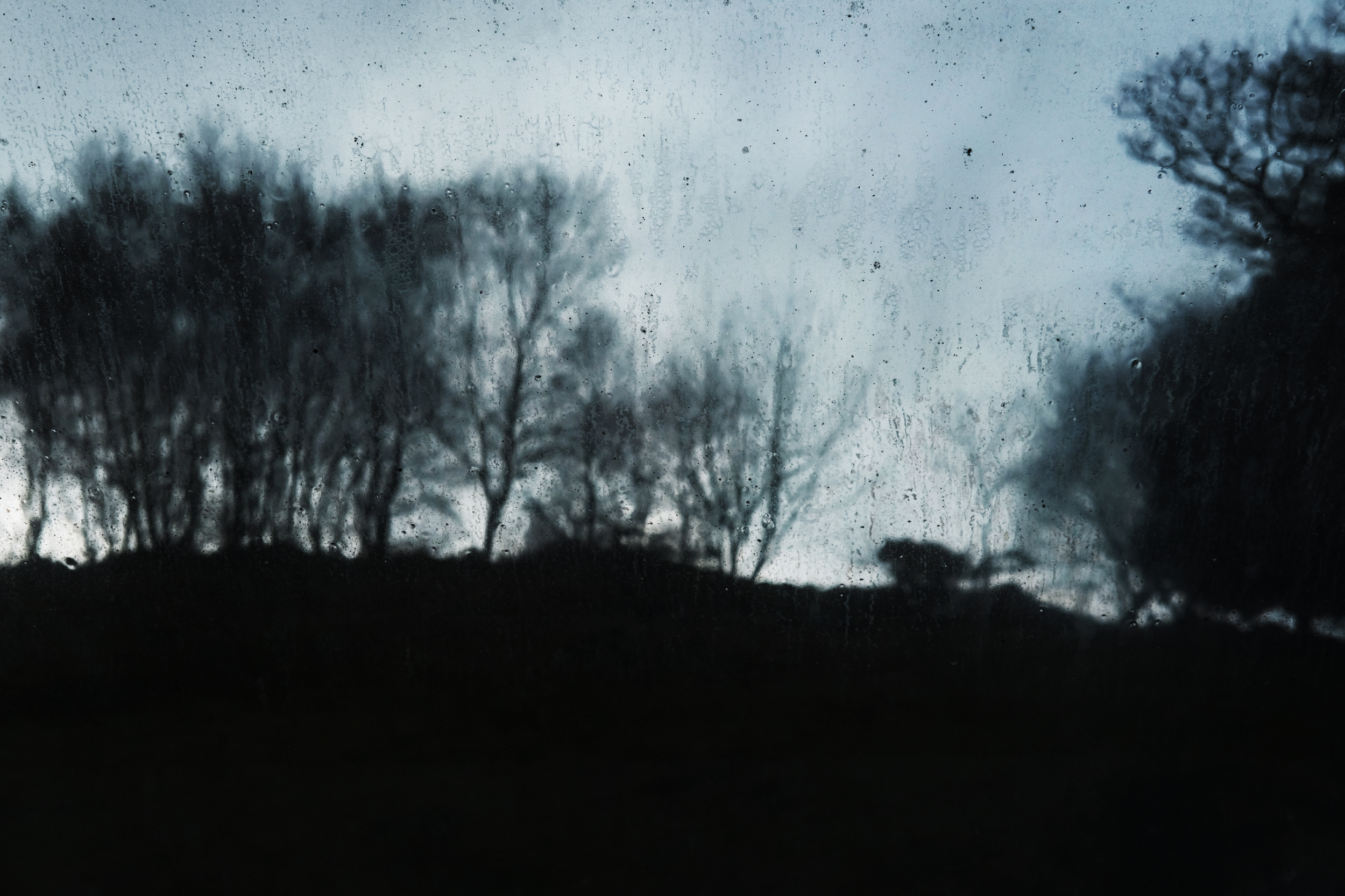  'Winter Trees'&nbsp;Tayvallich, Argyll &amp; Bute. 