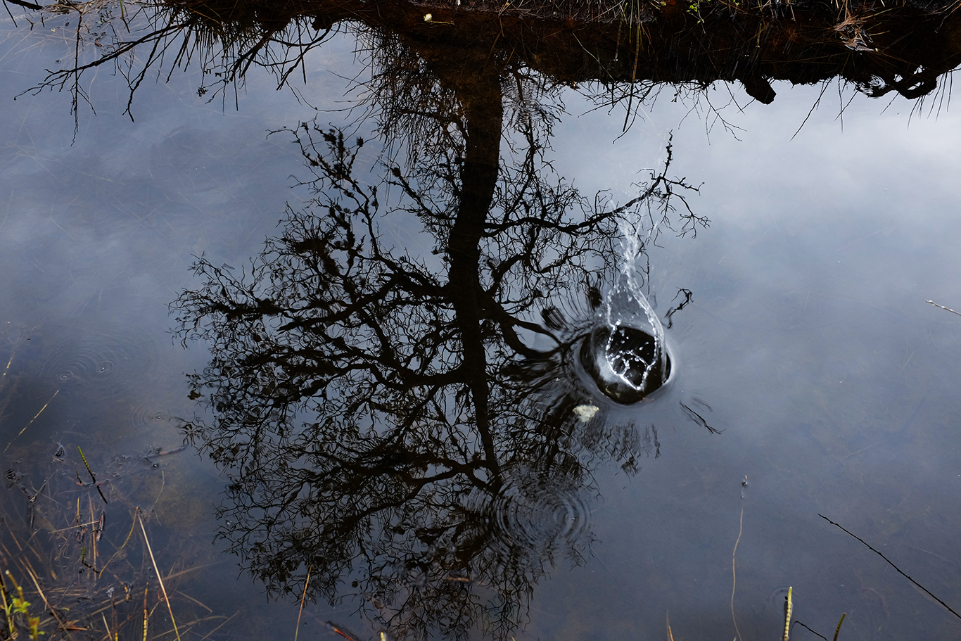  Taynish National Nature Reserve, Argyll and Bute, Lochgilphead. 