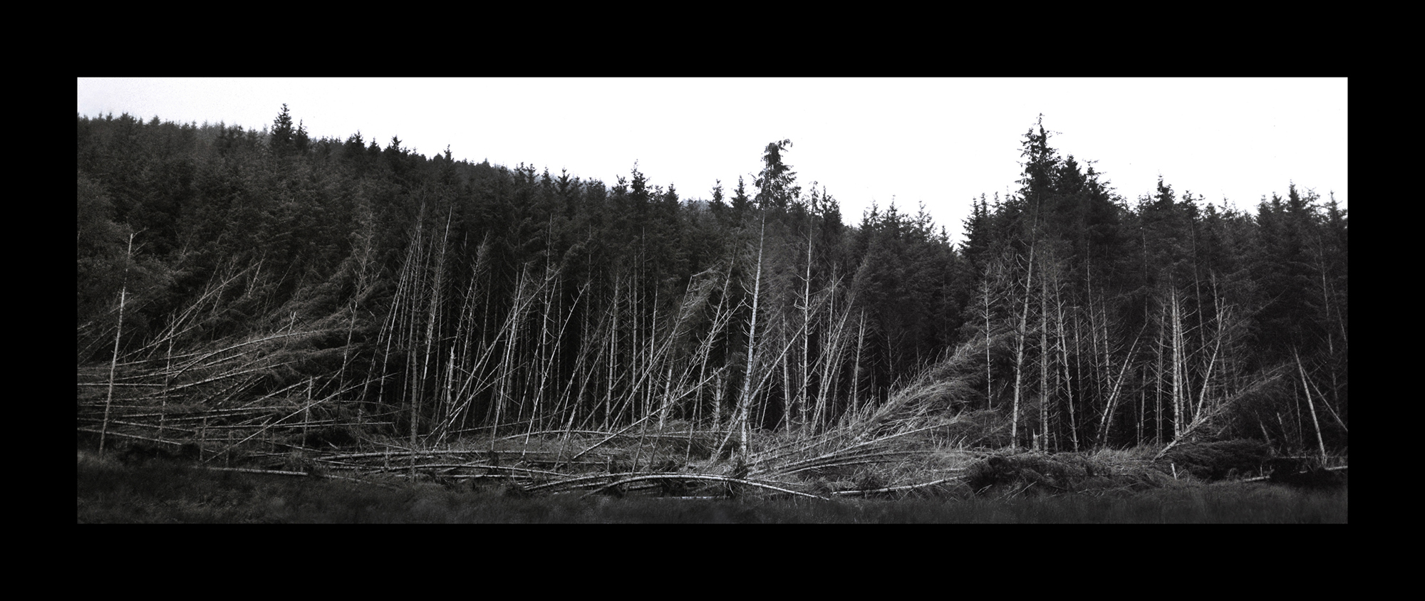  Fallen trees, Argyll and Bute, Lochgilphead, Scotland. 