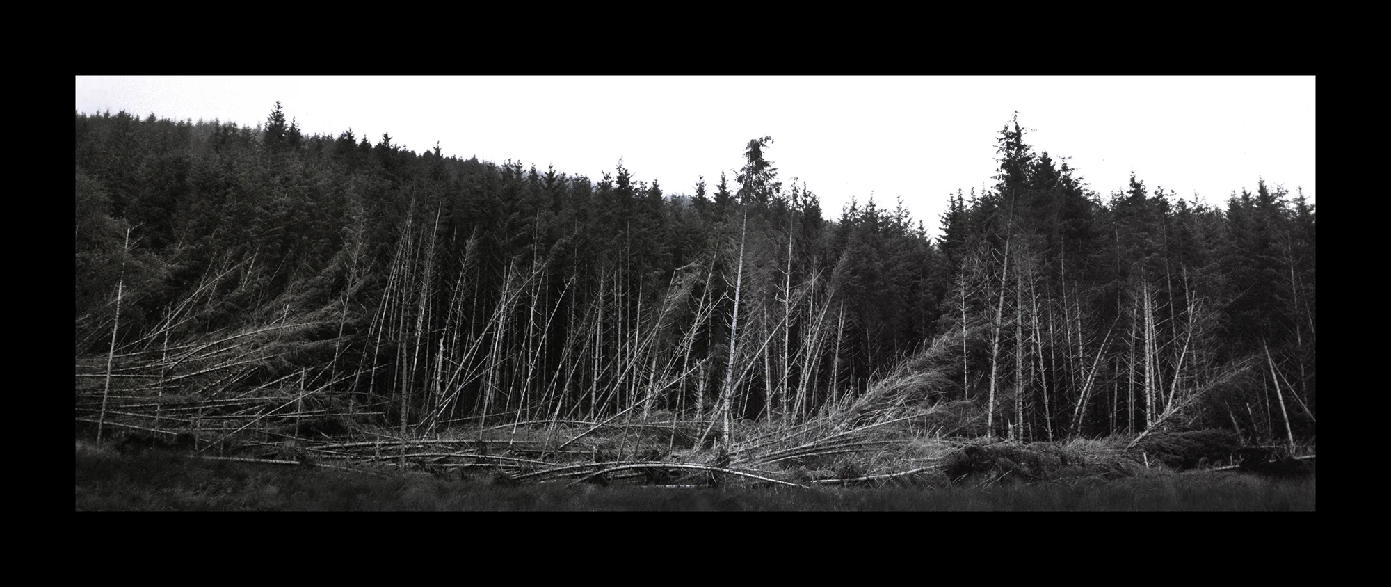 Taynish National Nature Reserve, Argyll and Bute, Lochgilphead.