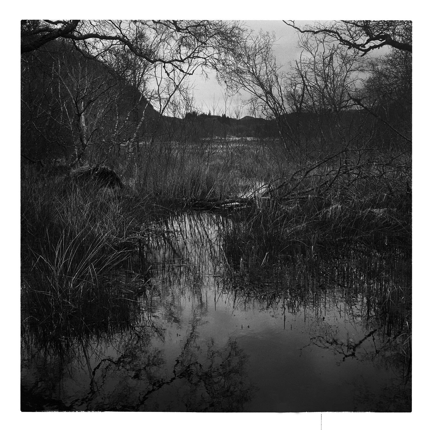 Taynish National Nature Reserve, Argyll and Bute, Lochgilphead.