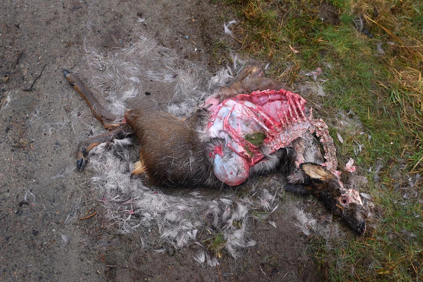 #2 Roadkill, Argyll & Bute.
