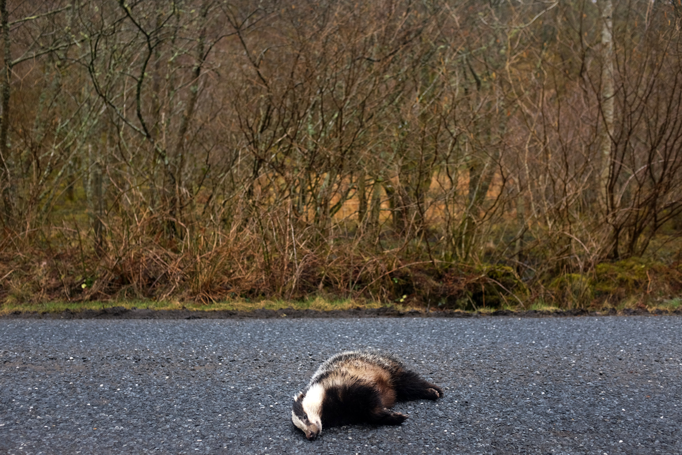  #1 Roadkill, Tayvallich.&nbsp;Argyll &amp; Bute. 