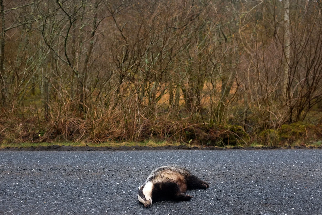 #1 Roadkill, Tayvallich. Argyll & Bute.