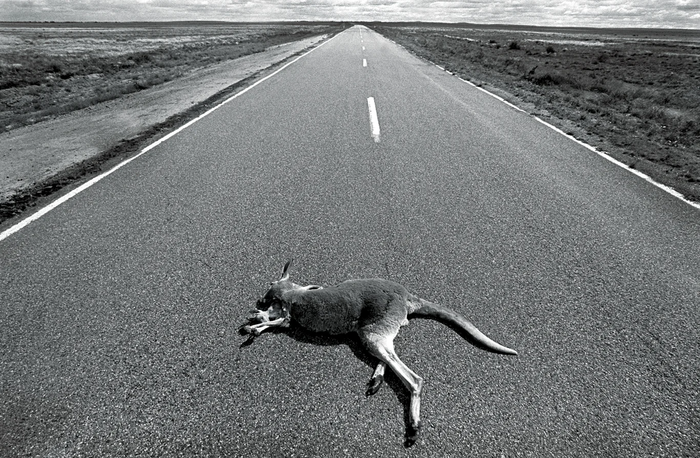 Dead On The Road