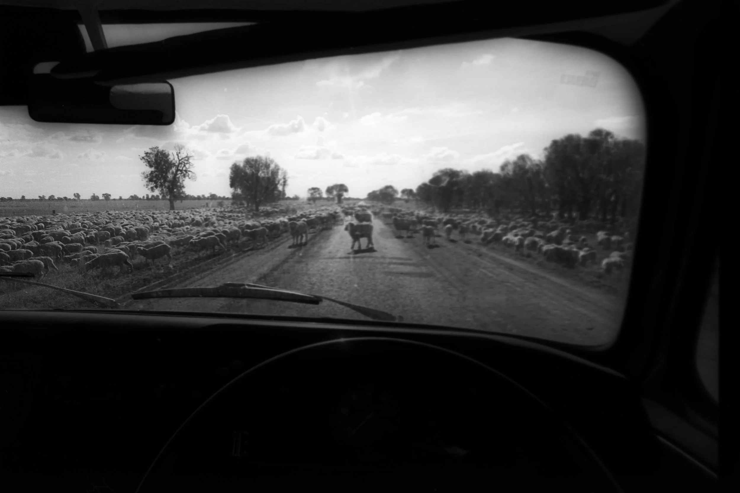 Colloquially know as the ‘longest paddock’. During drought times in outback Australia, sheep are driven onto the verges of inland highways so they can feed on the remaing available grass. Outback NSW, Australia. 1995