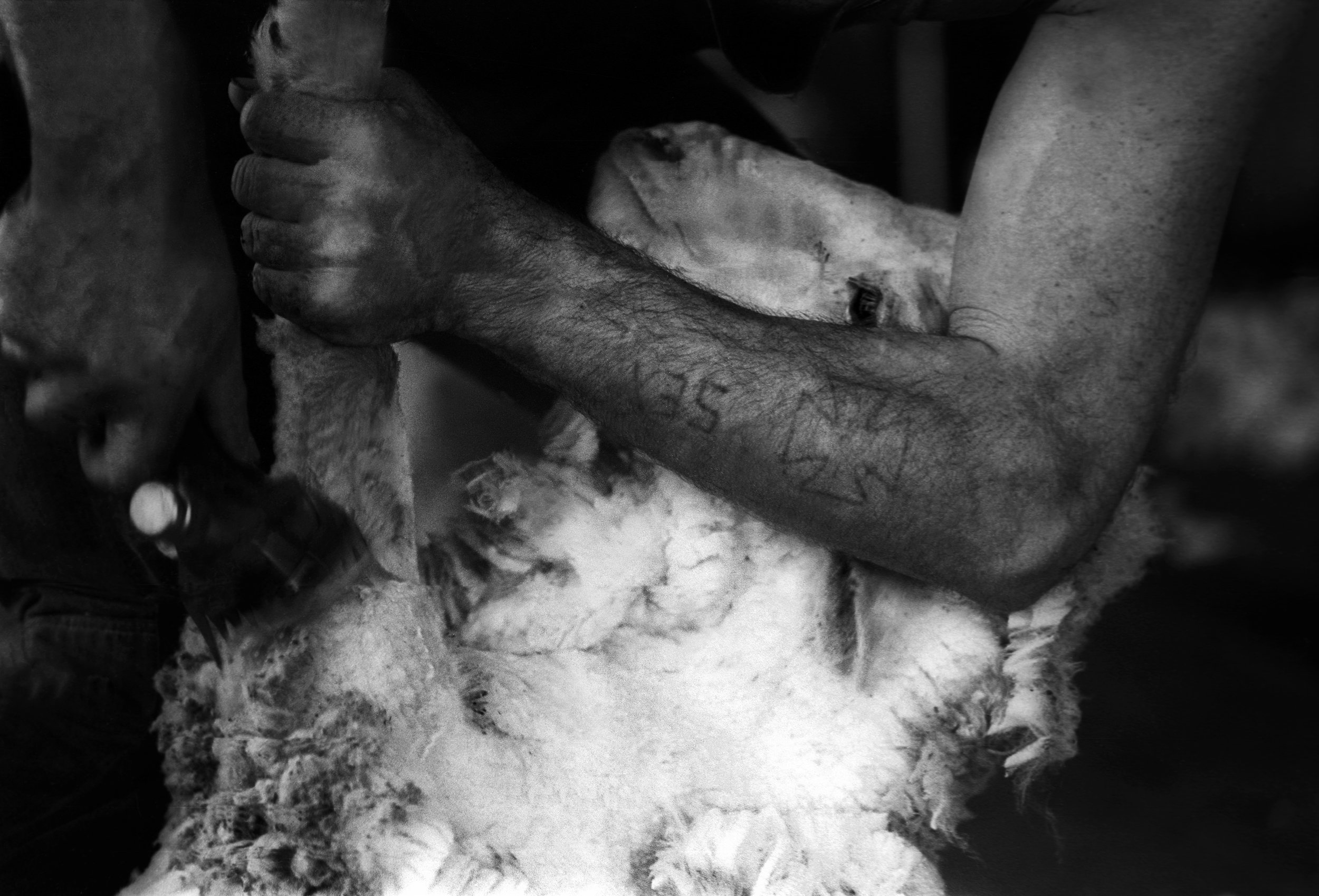  A merino sheep being relieved of its heavy fleece by a deft shearer. Outback NSW, Australia. 1995 
